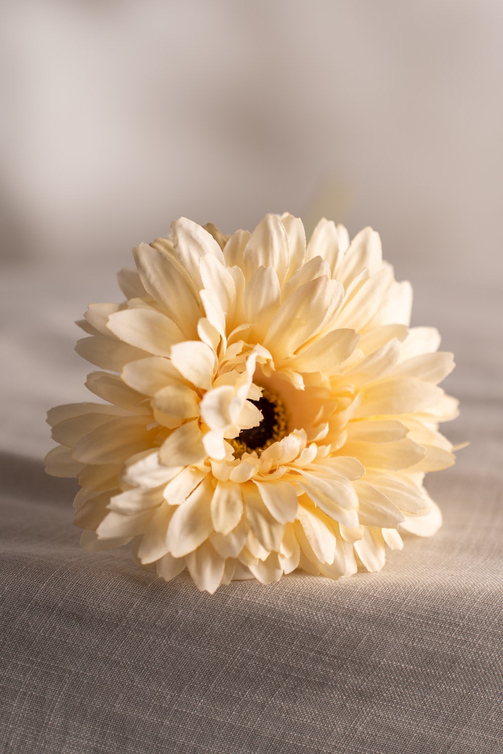 Gerbera