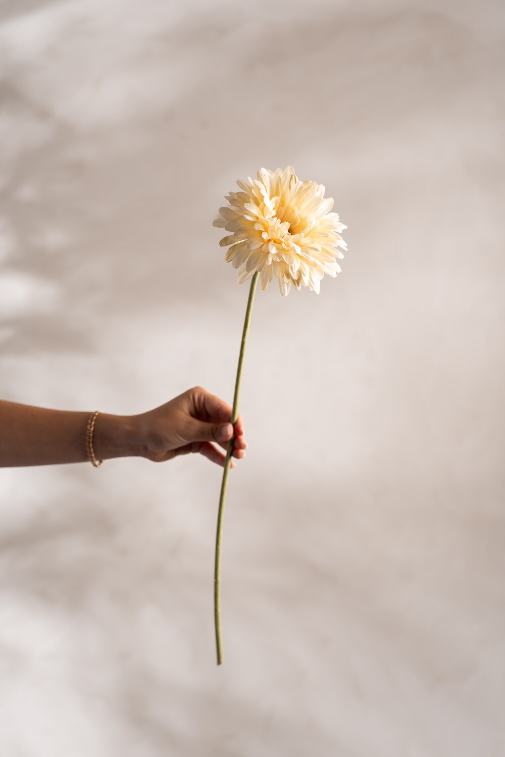 Gerbera