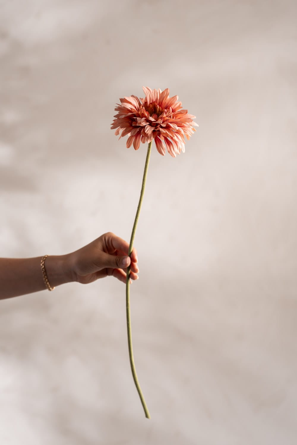 Gerbera
