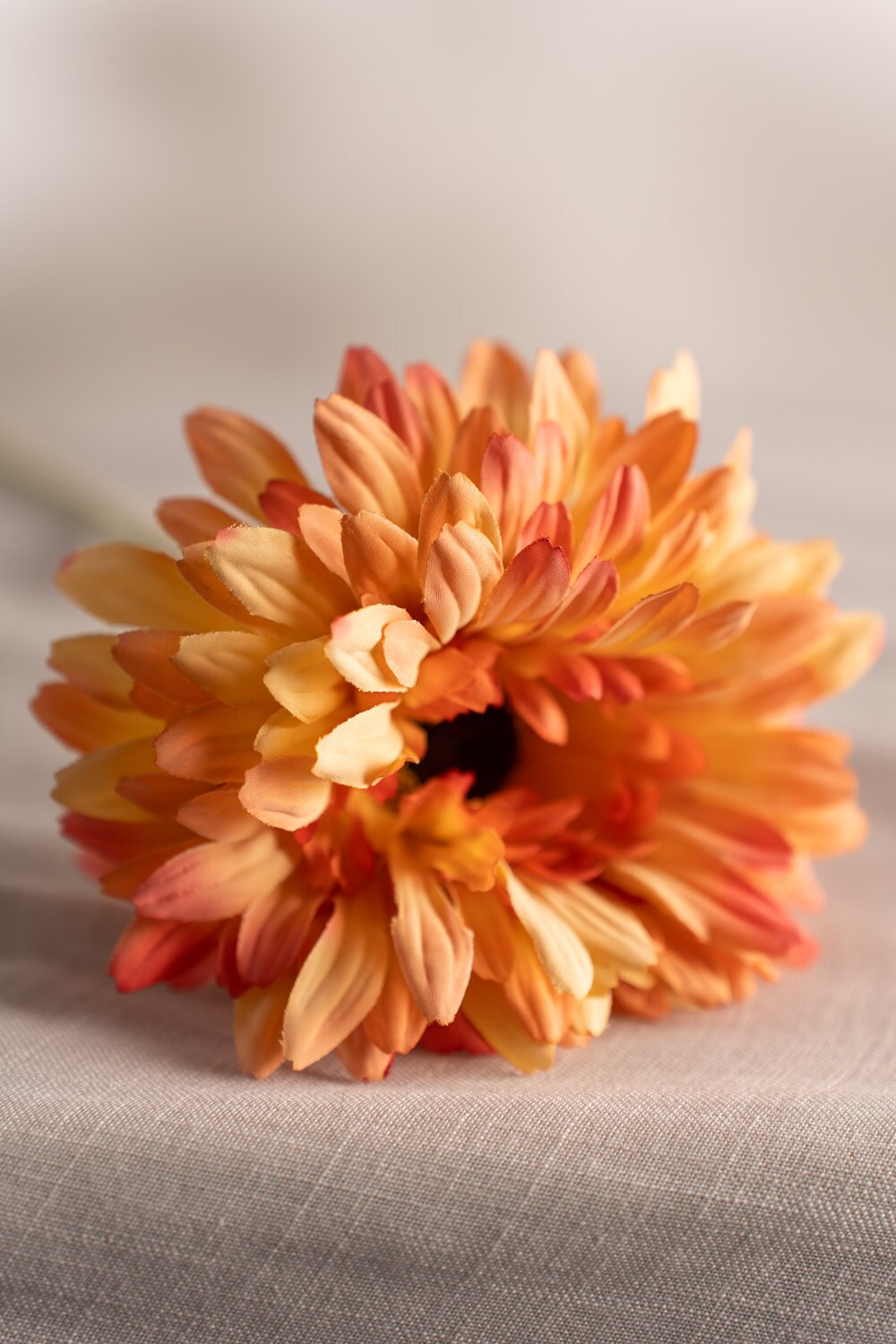 Gerbera