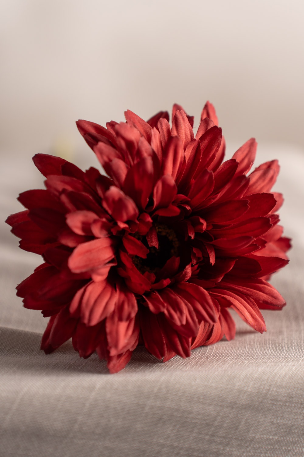 Gerbera