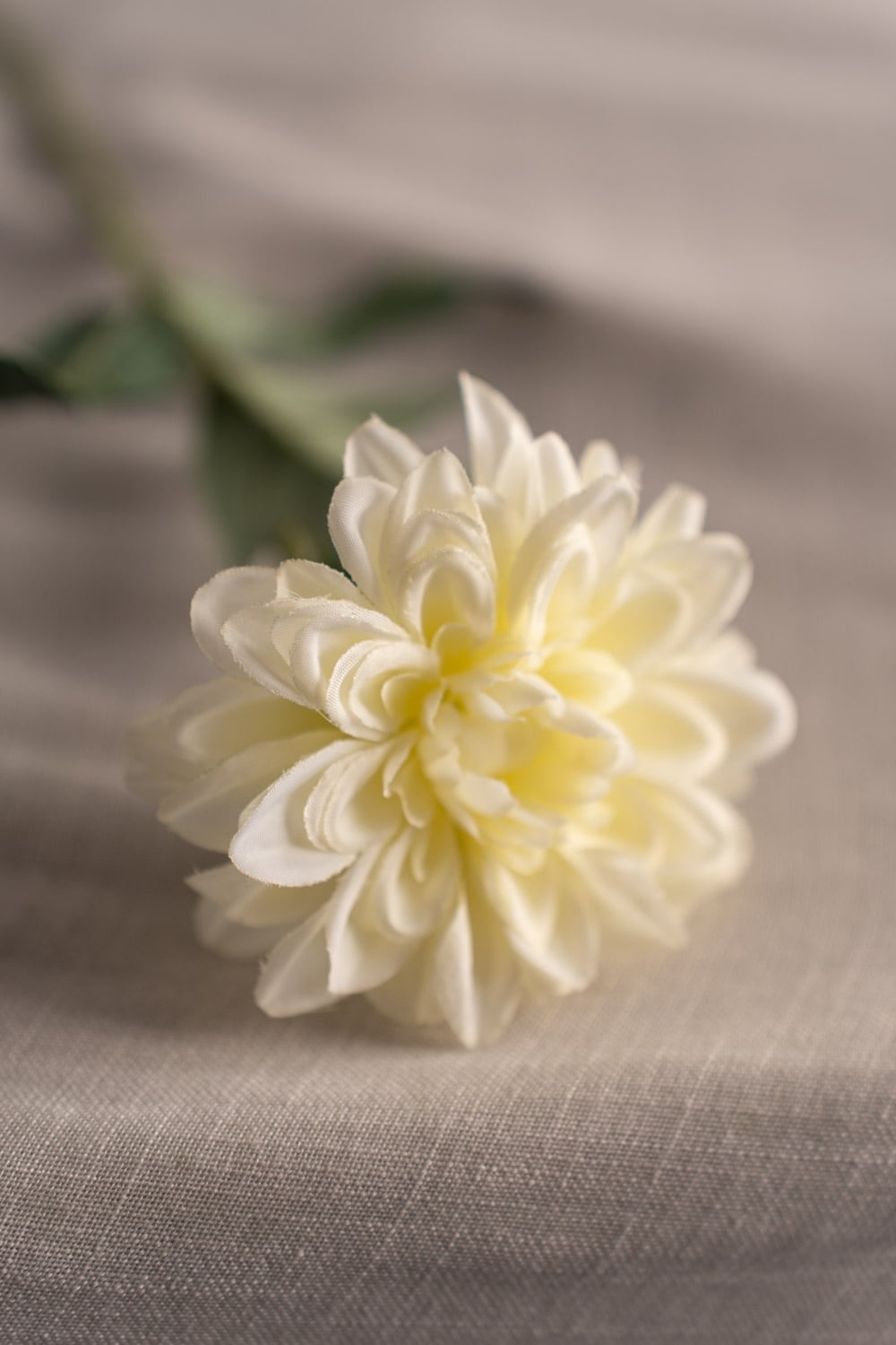 Zinnia