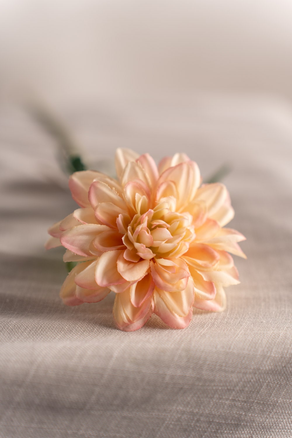 Zinnia