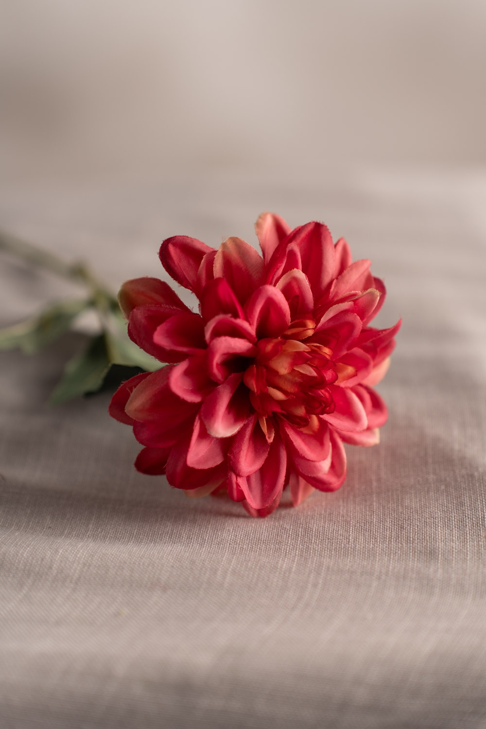 Zinnia