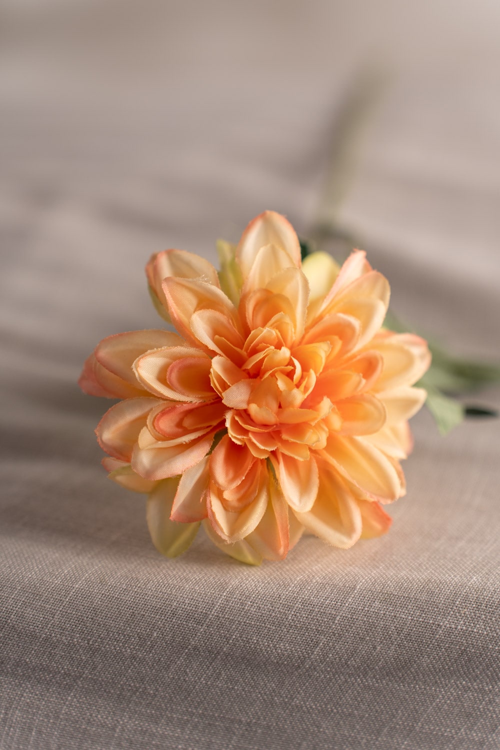 Zinnia