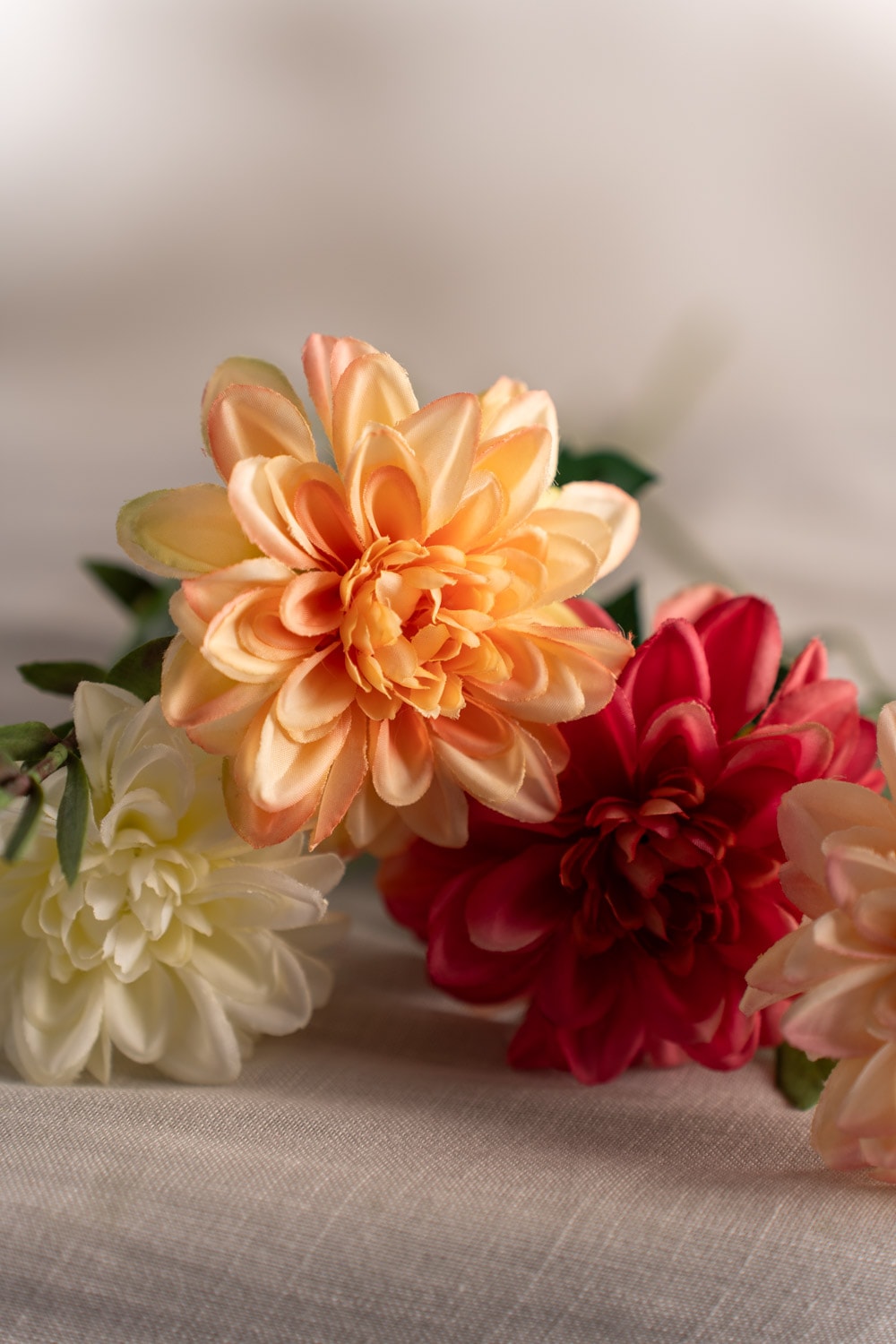 Zinnia