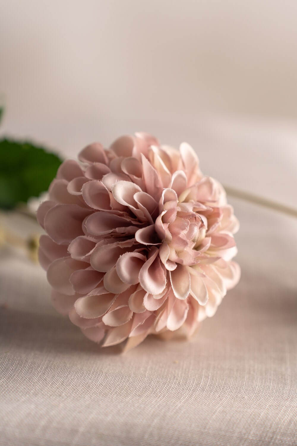 Dahlia