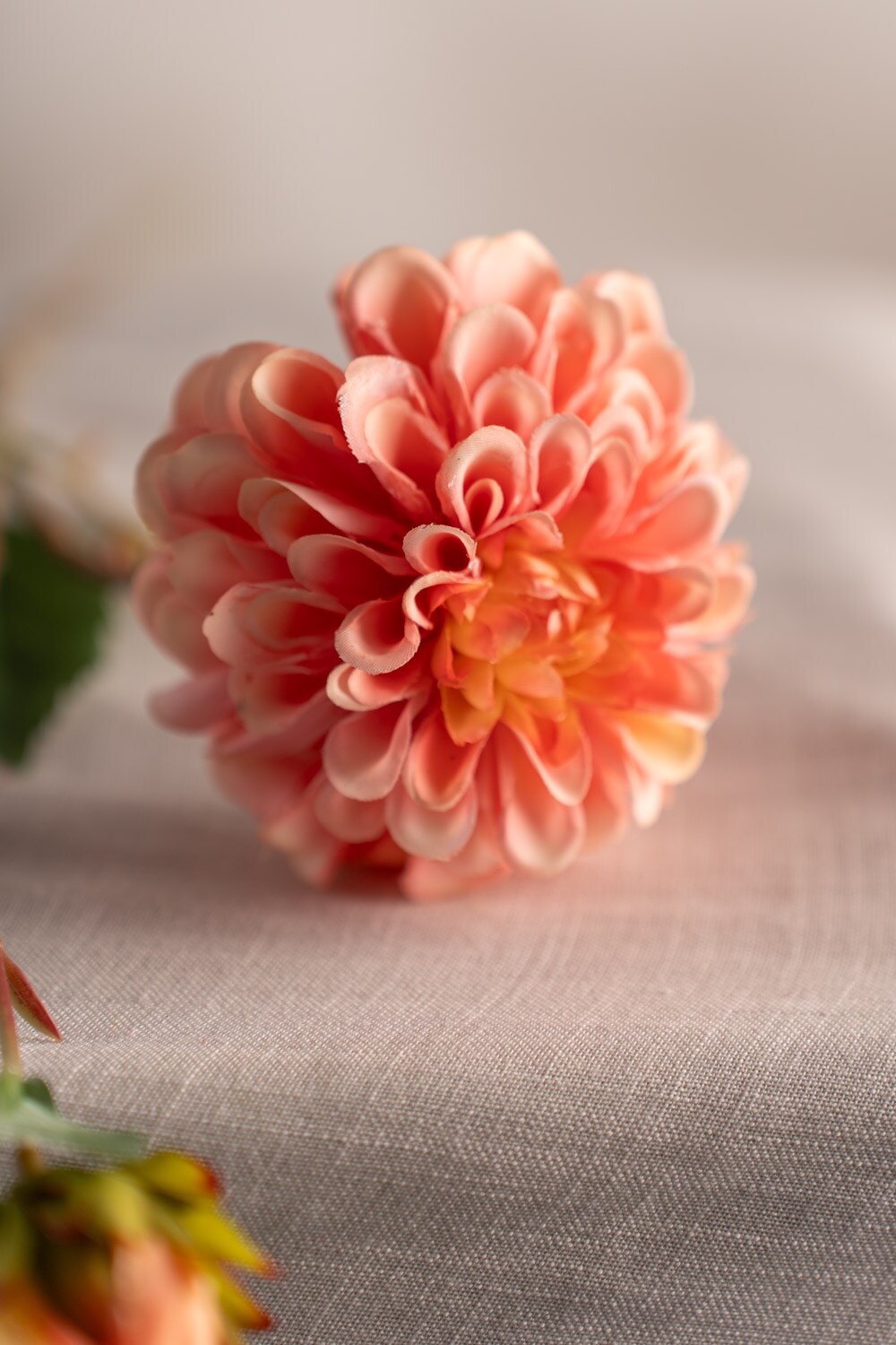 Dahlia