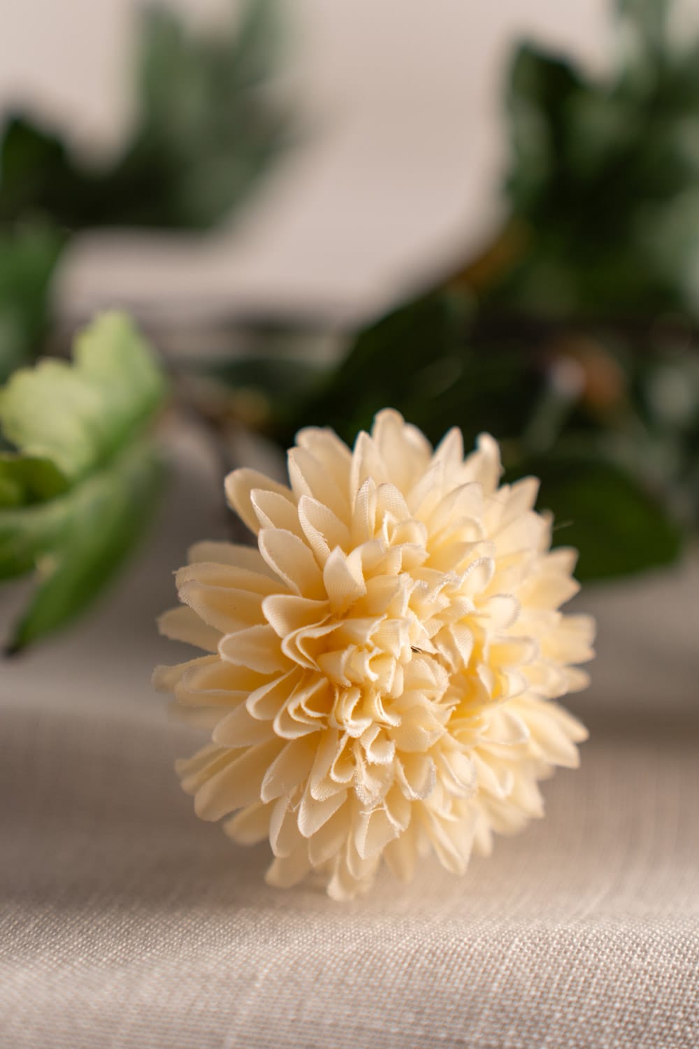 Chrysanthemum