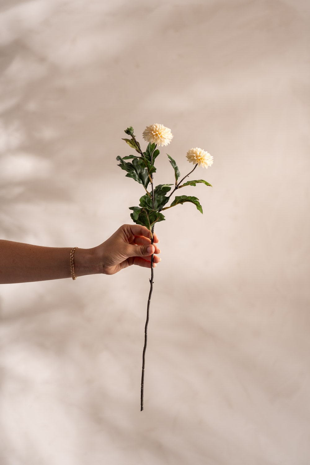 Chrysanthemum