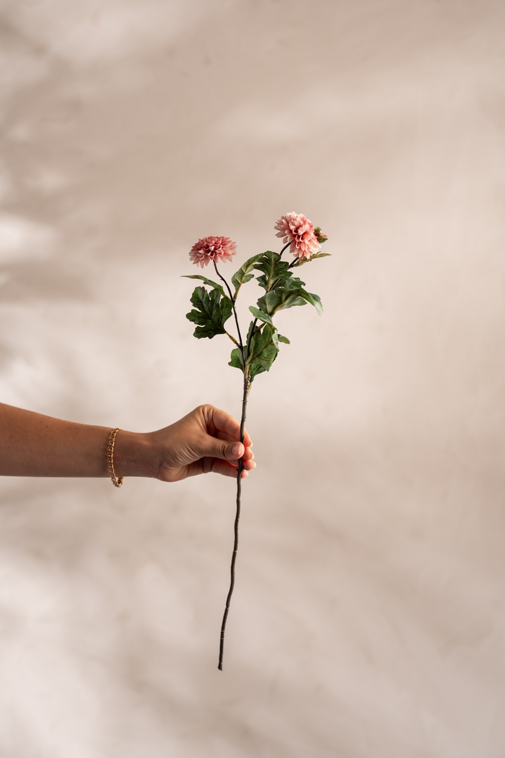 Chrysanthemum