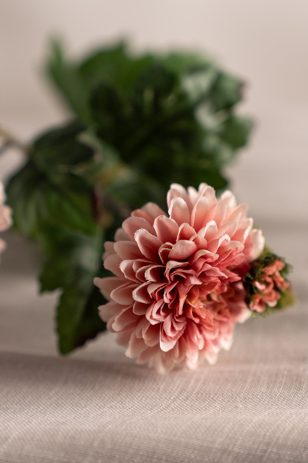 Chrysanthemum