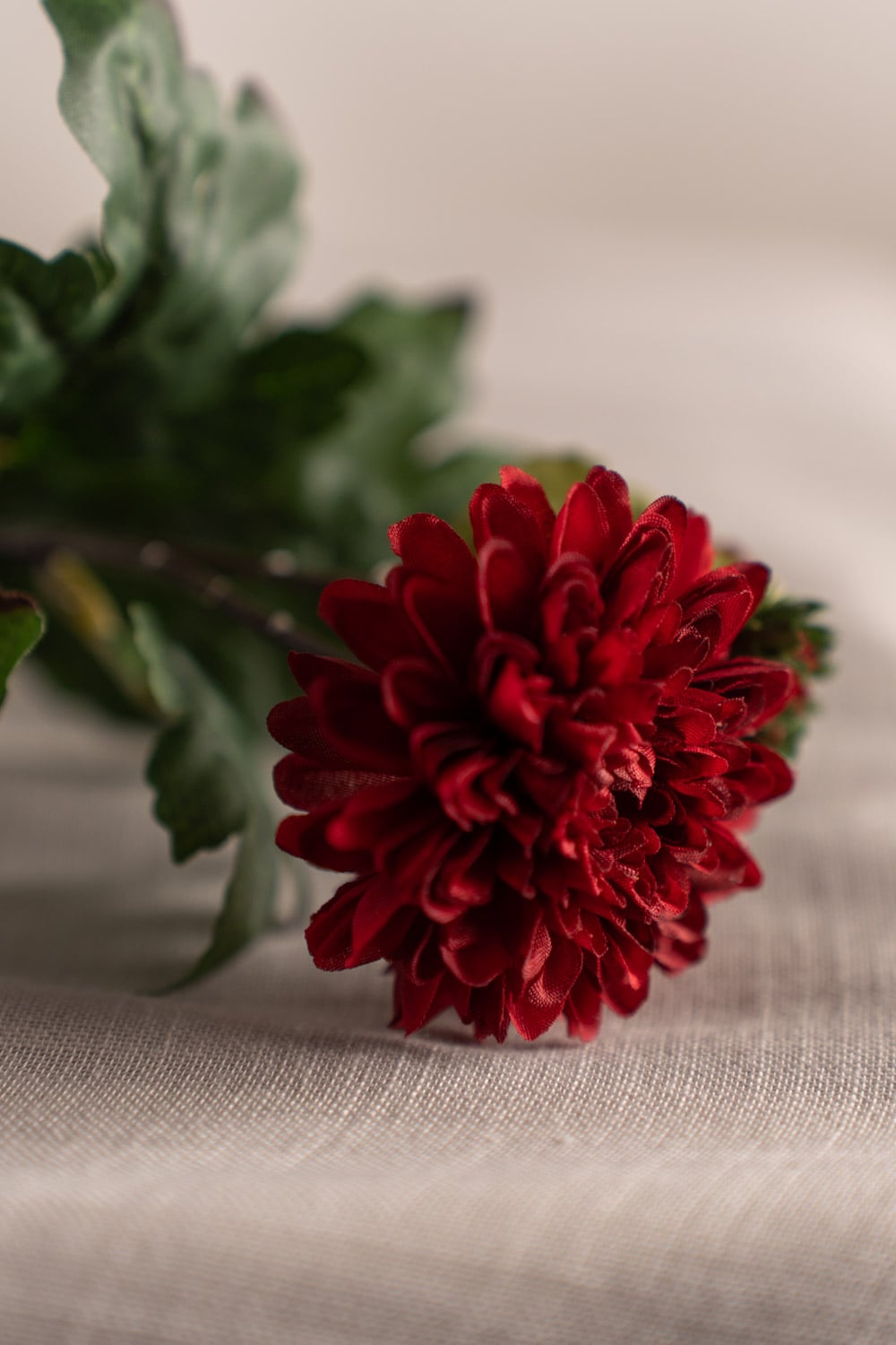 Chrysanthemum