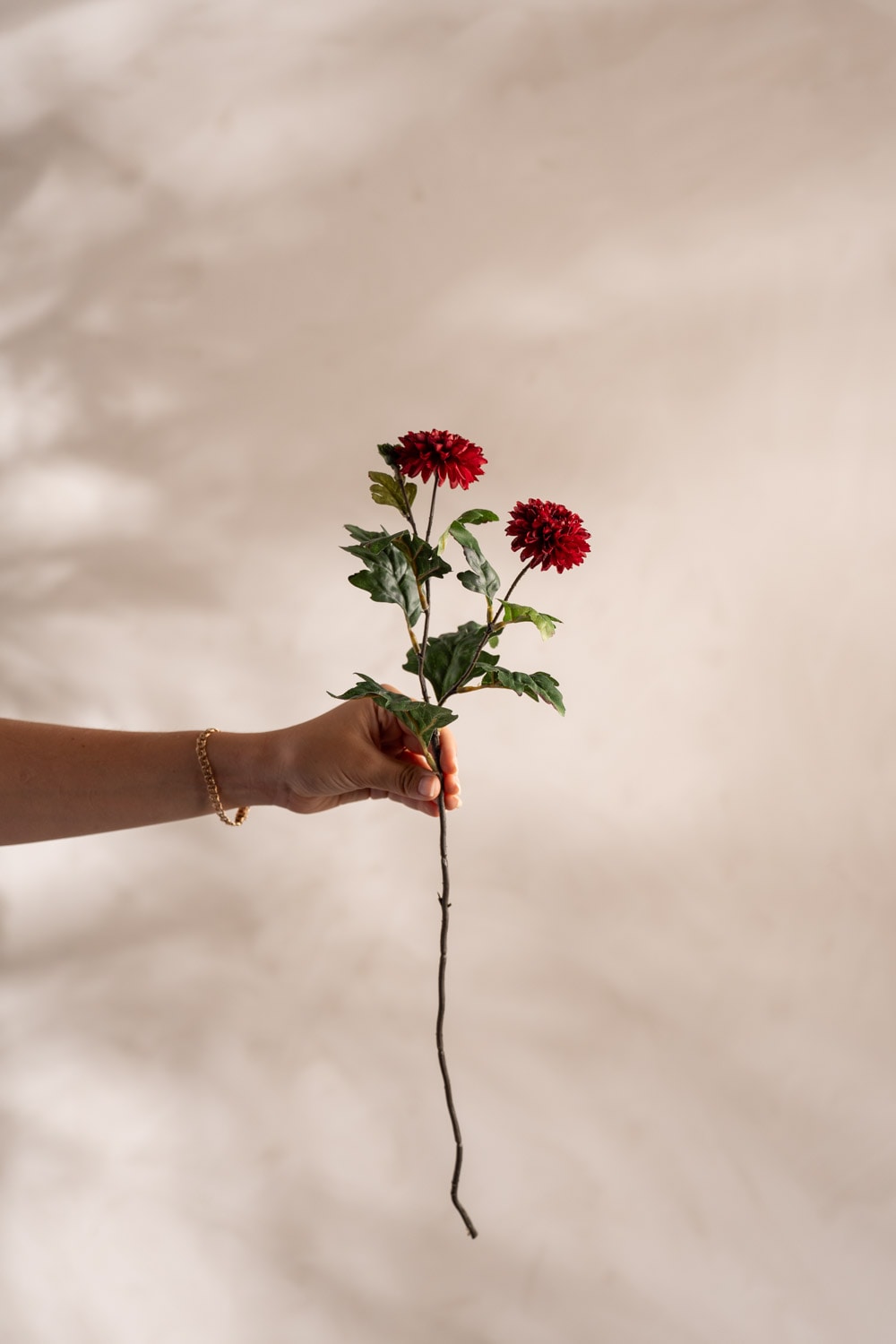 Chrysanthemum