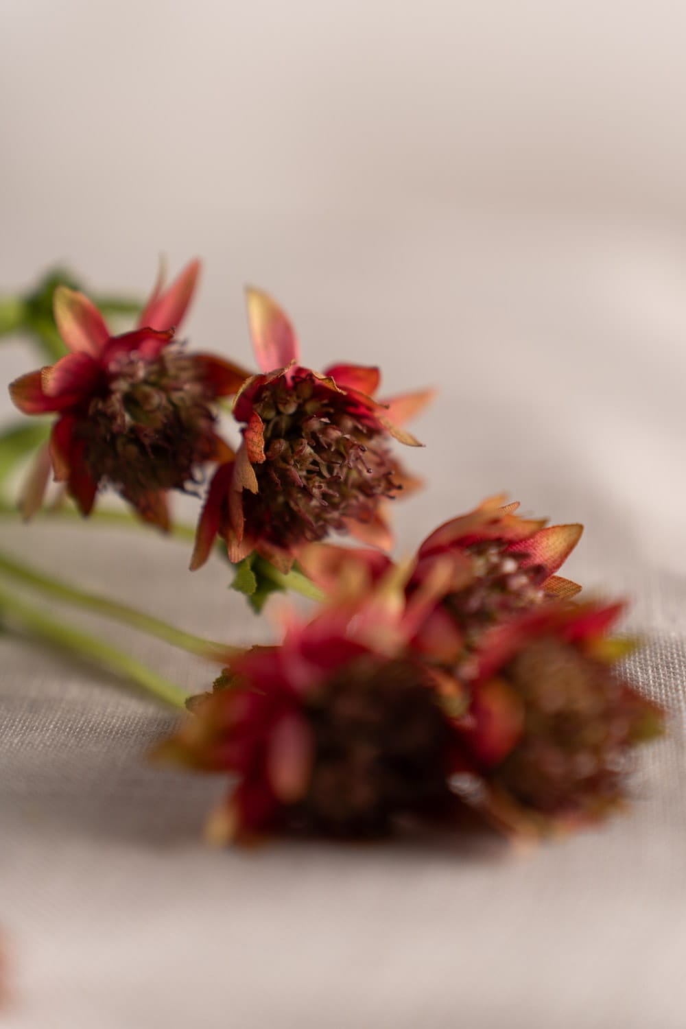 Konstgjorda blommor Stjärnflocka