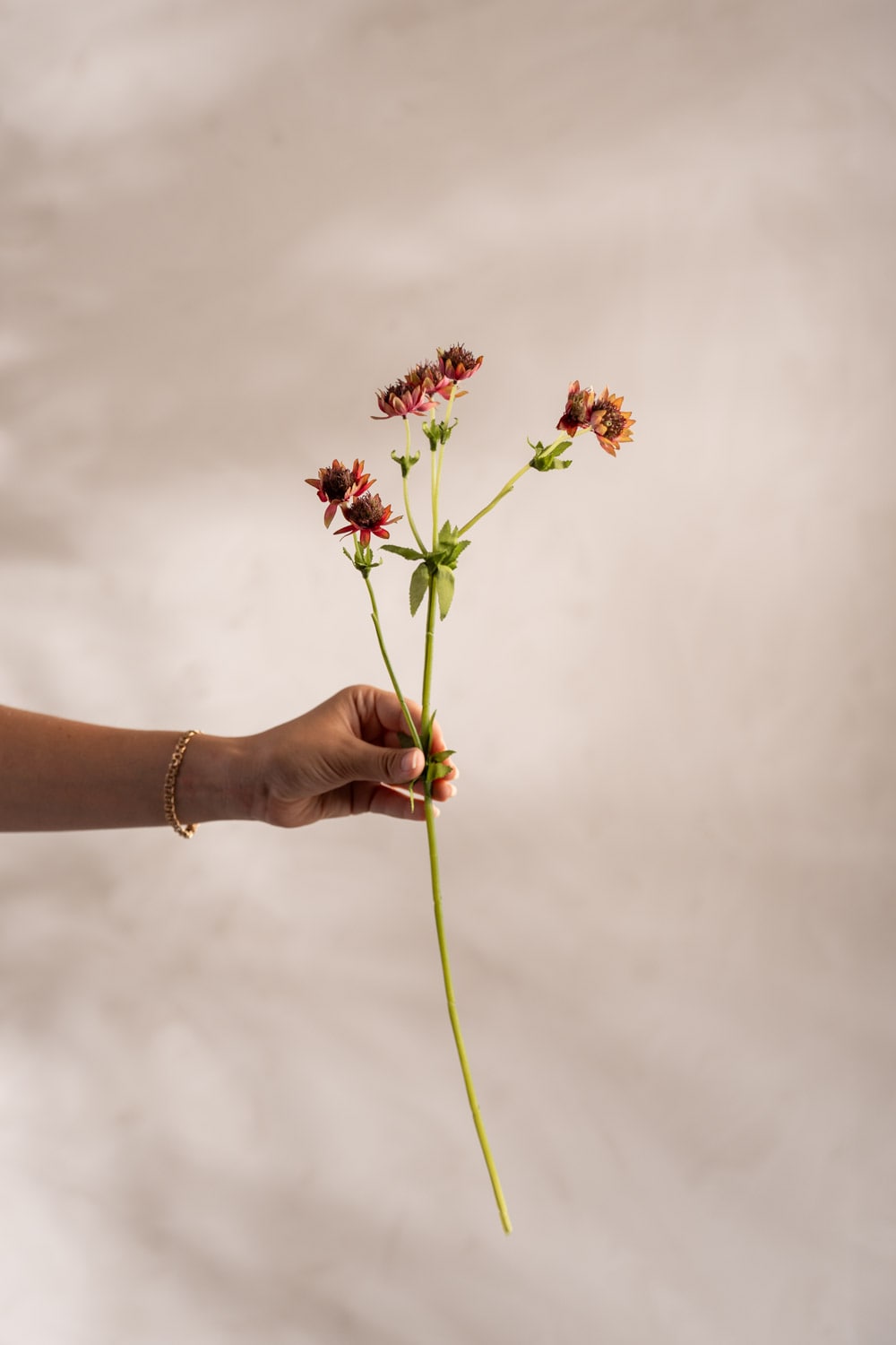 Konstgjorda blommor Stjärnflocka