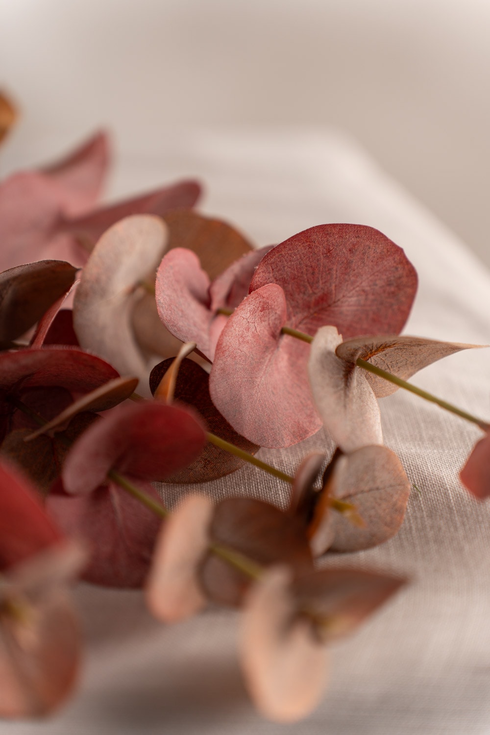 Eucalyptus