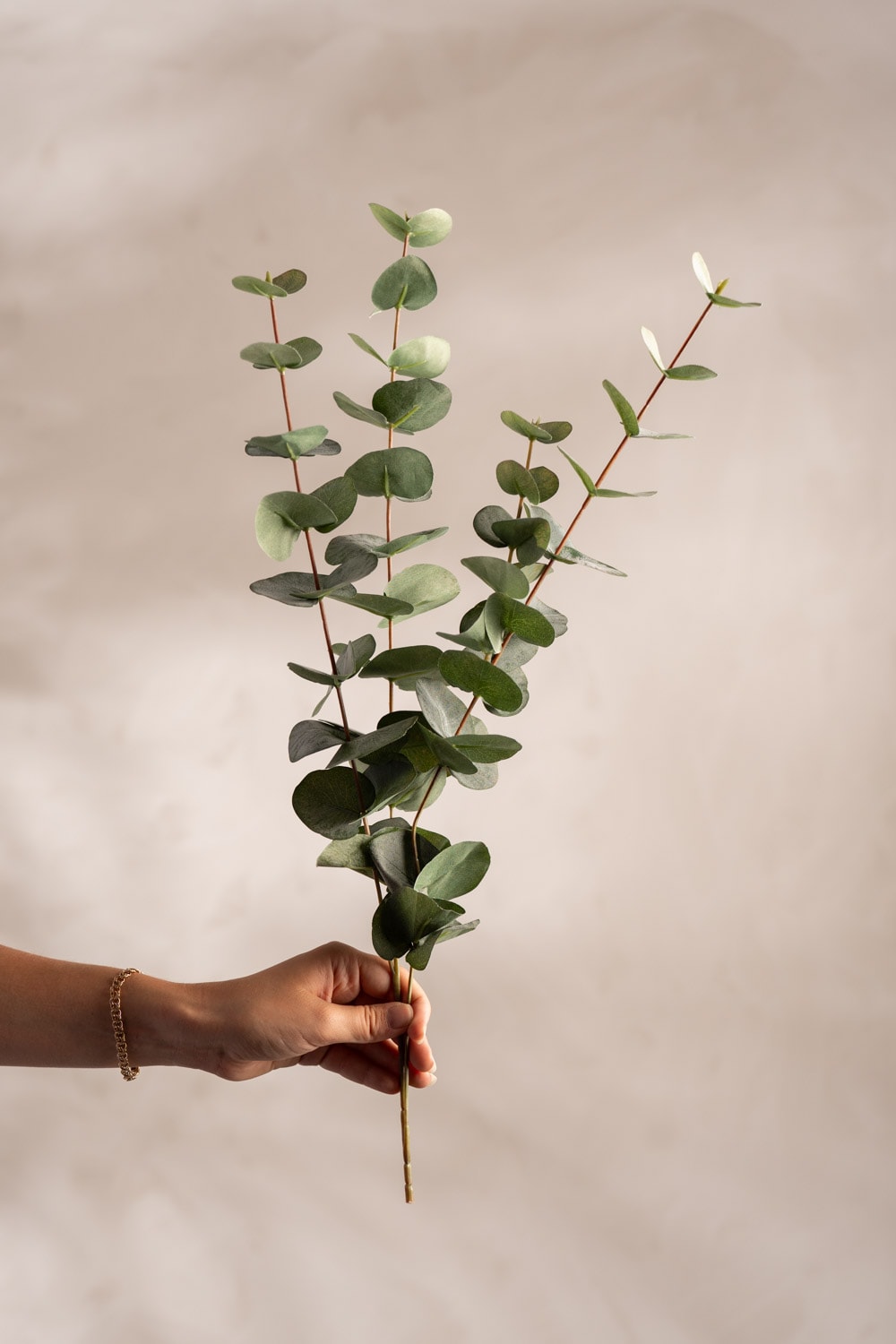 Eucalyptus