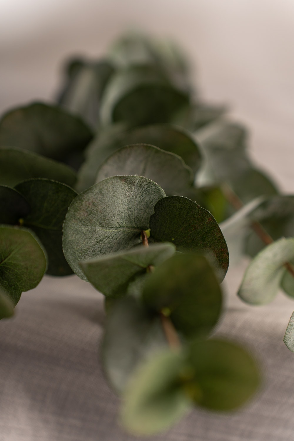 Eucalyptus