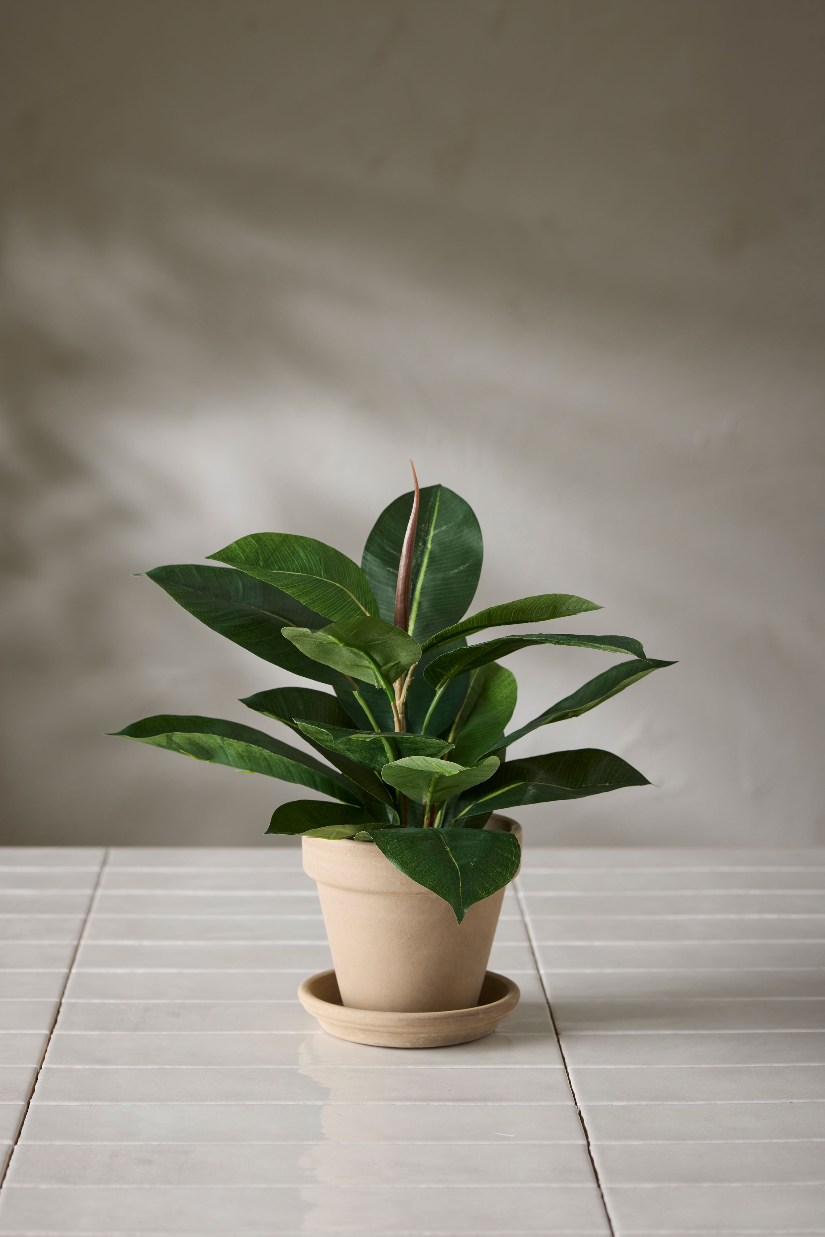 Fikus Robusta