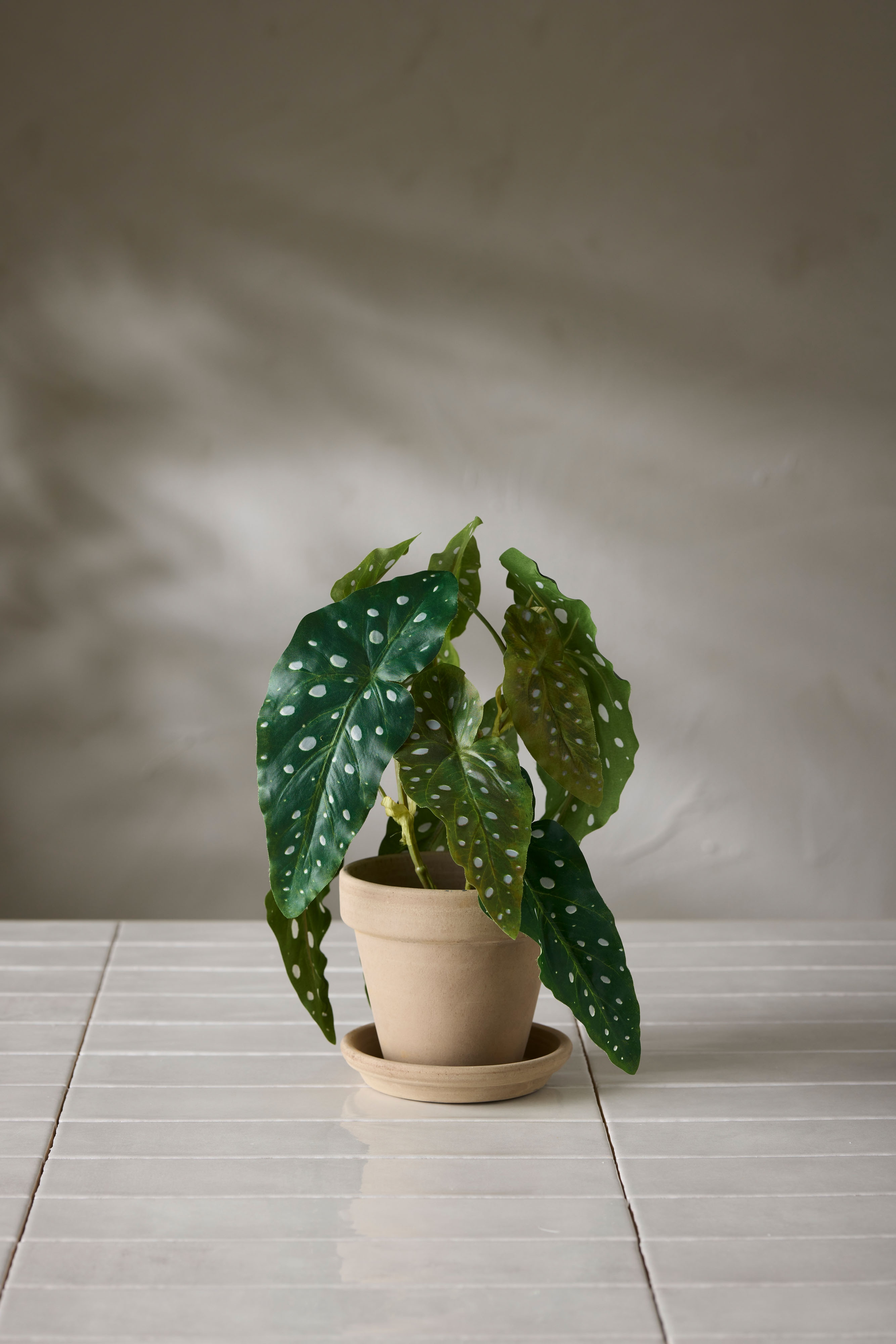 Forell Begonia