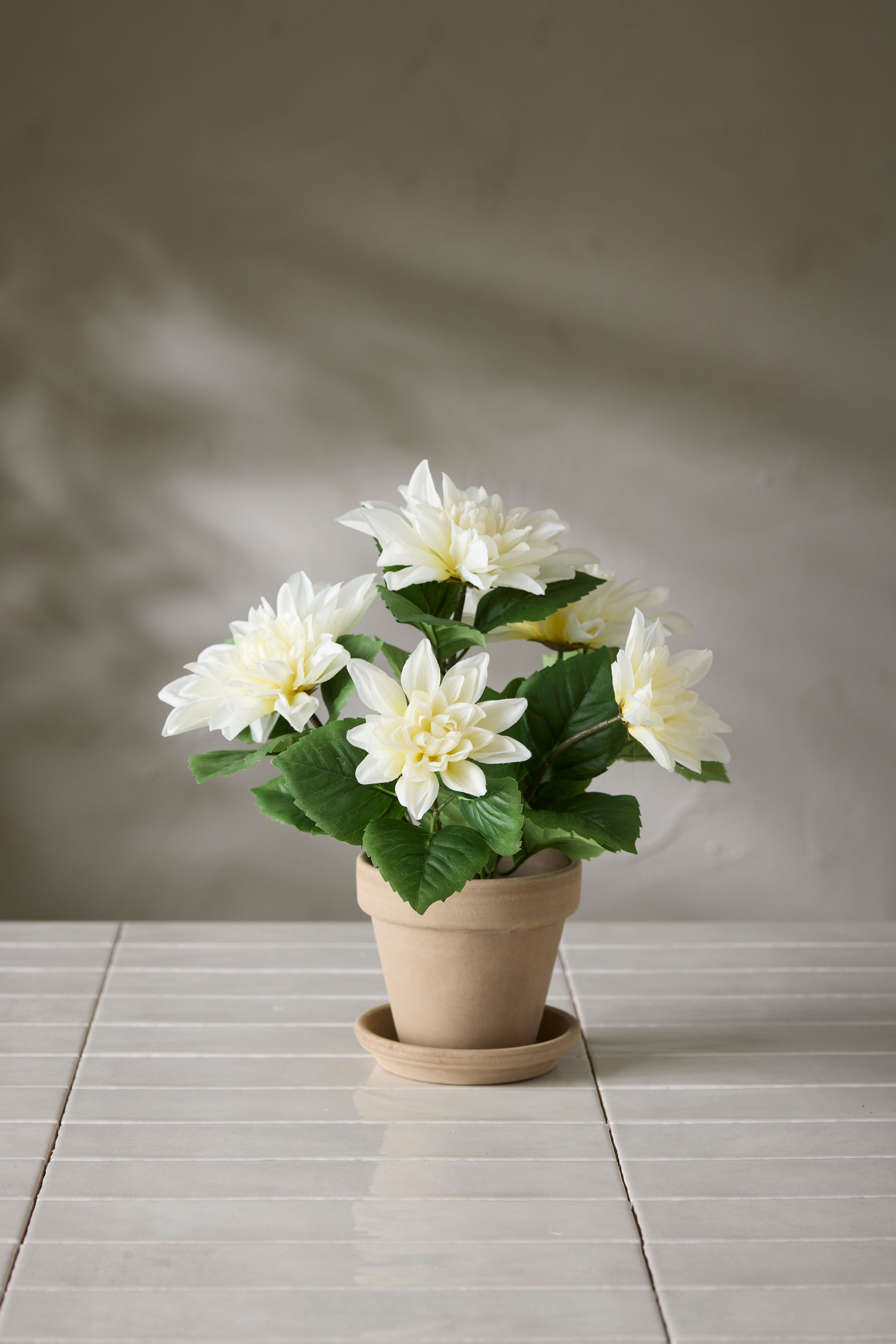 Dahlia