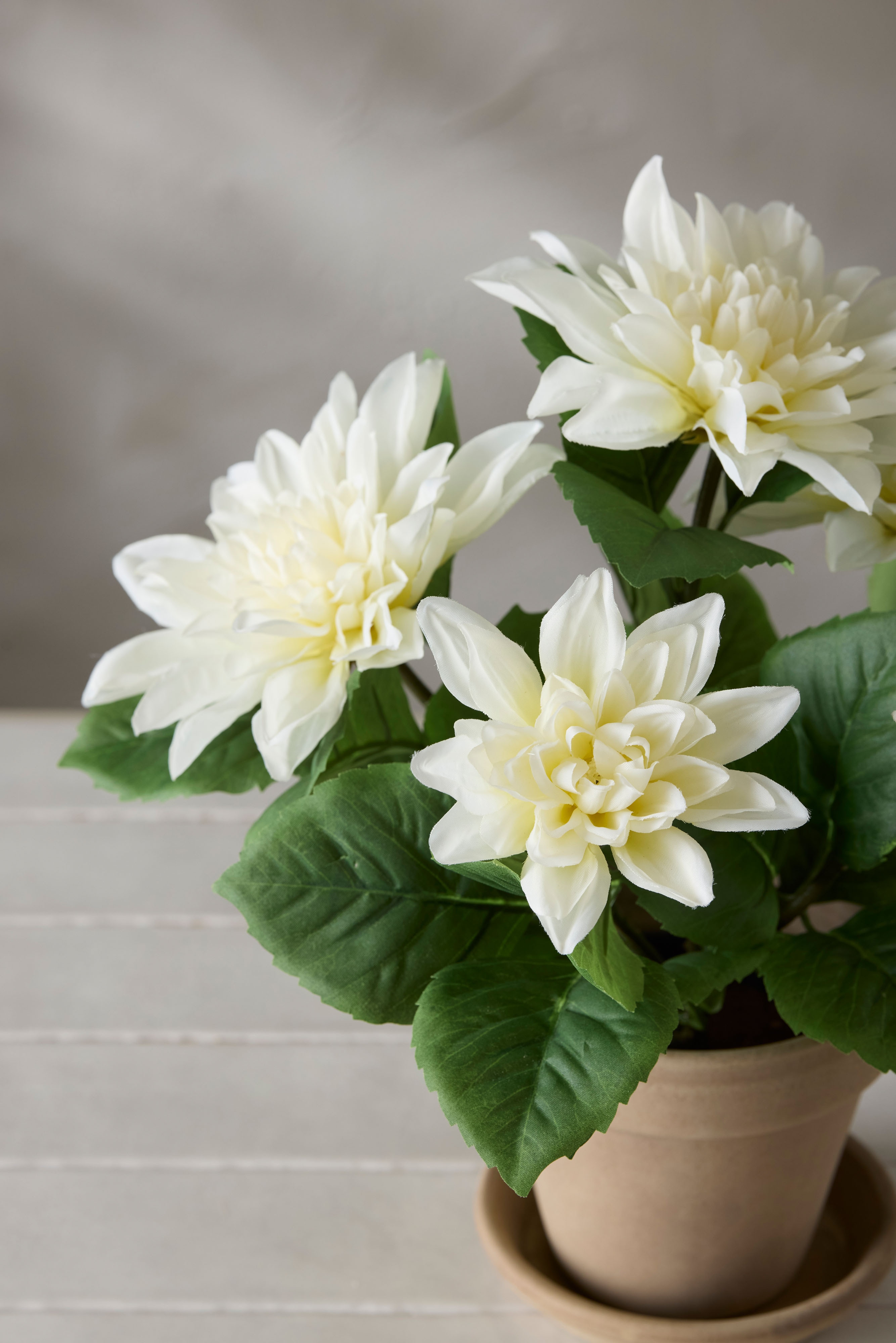 Dahlia