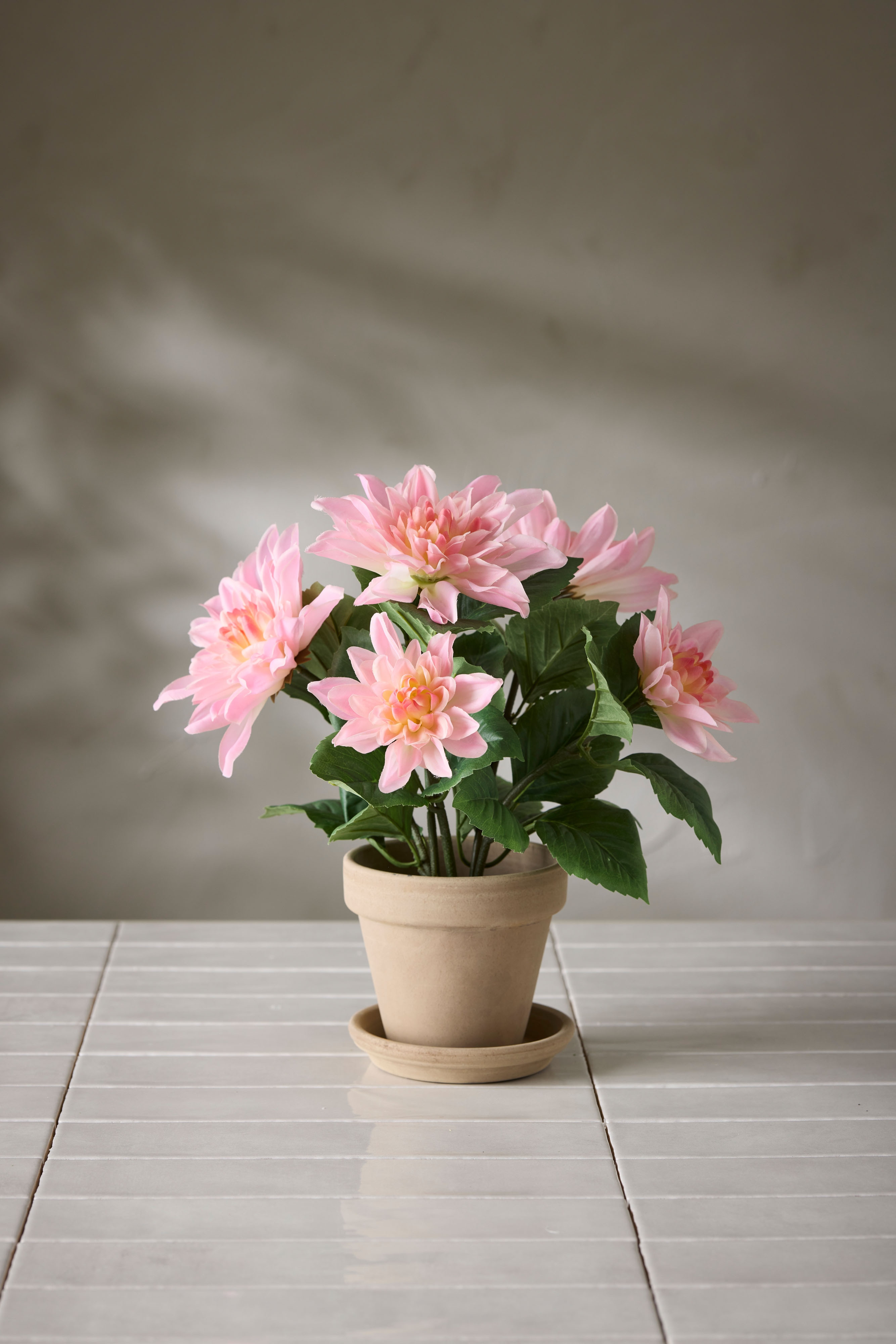 Dahlia