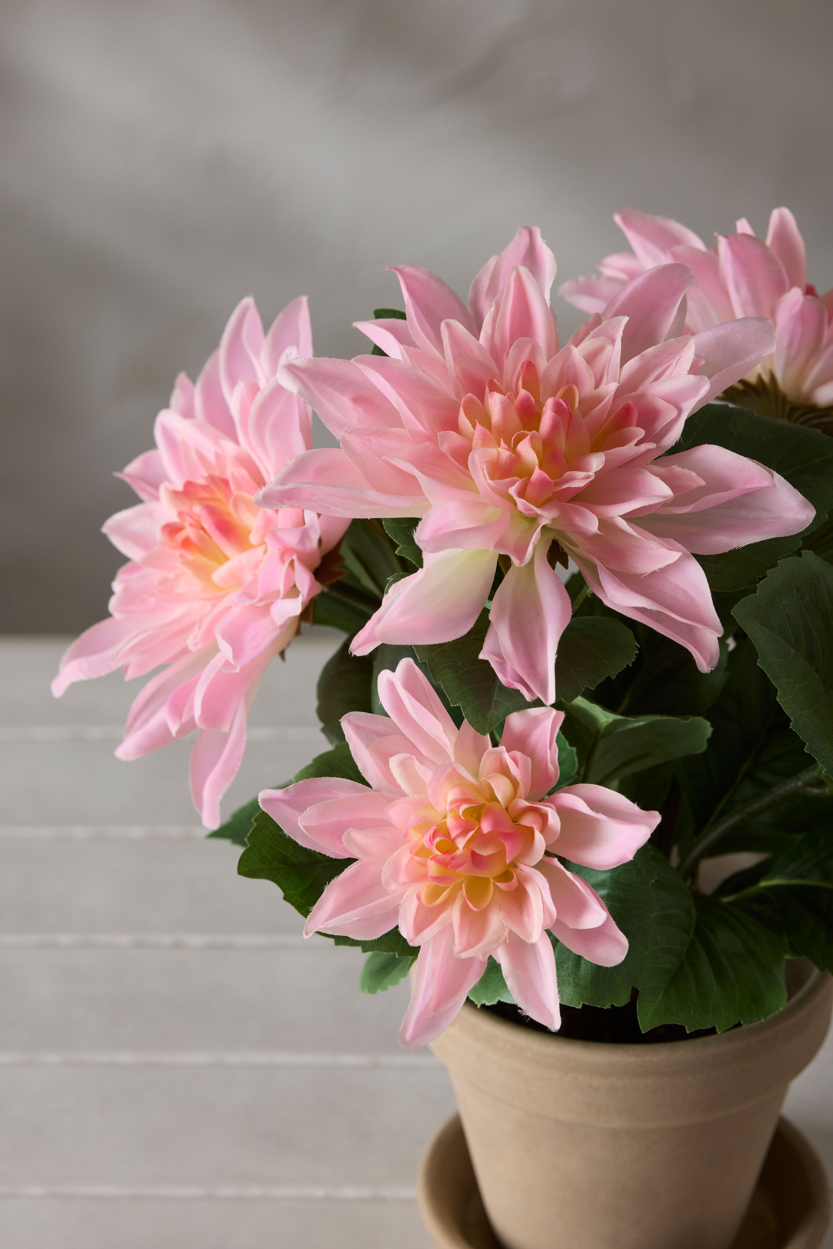 Dahlia