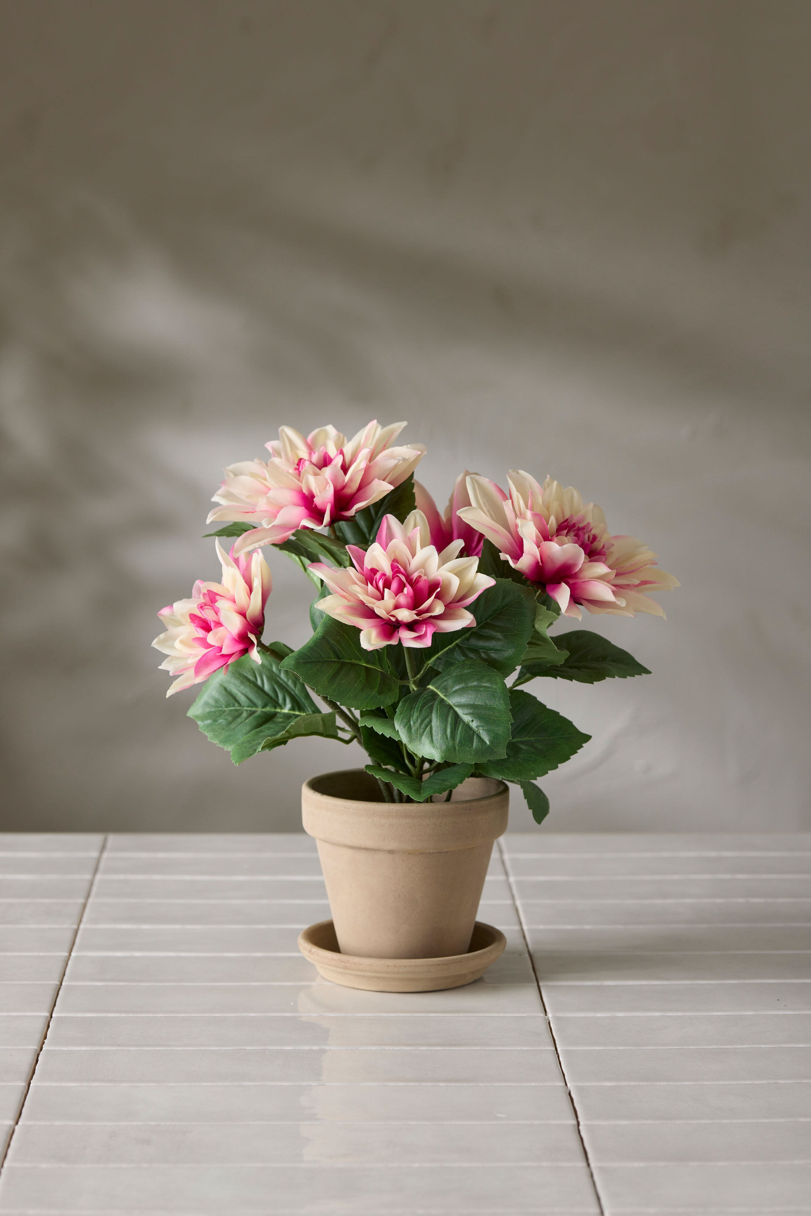 Dahlia