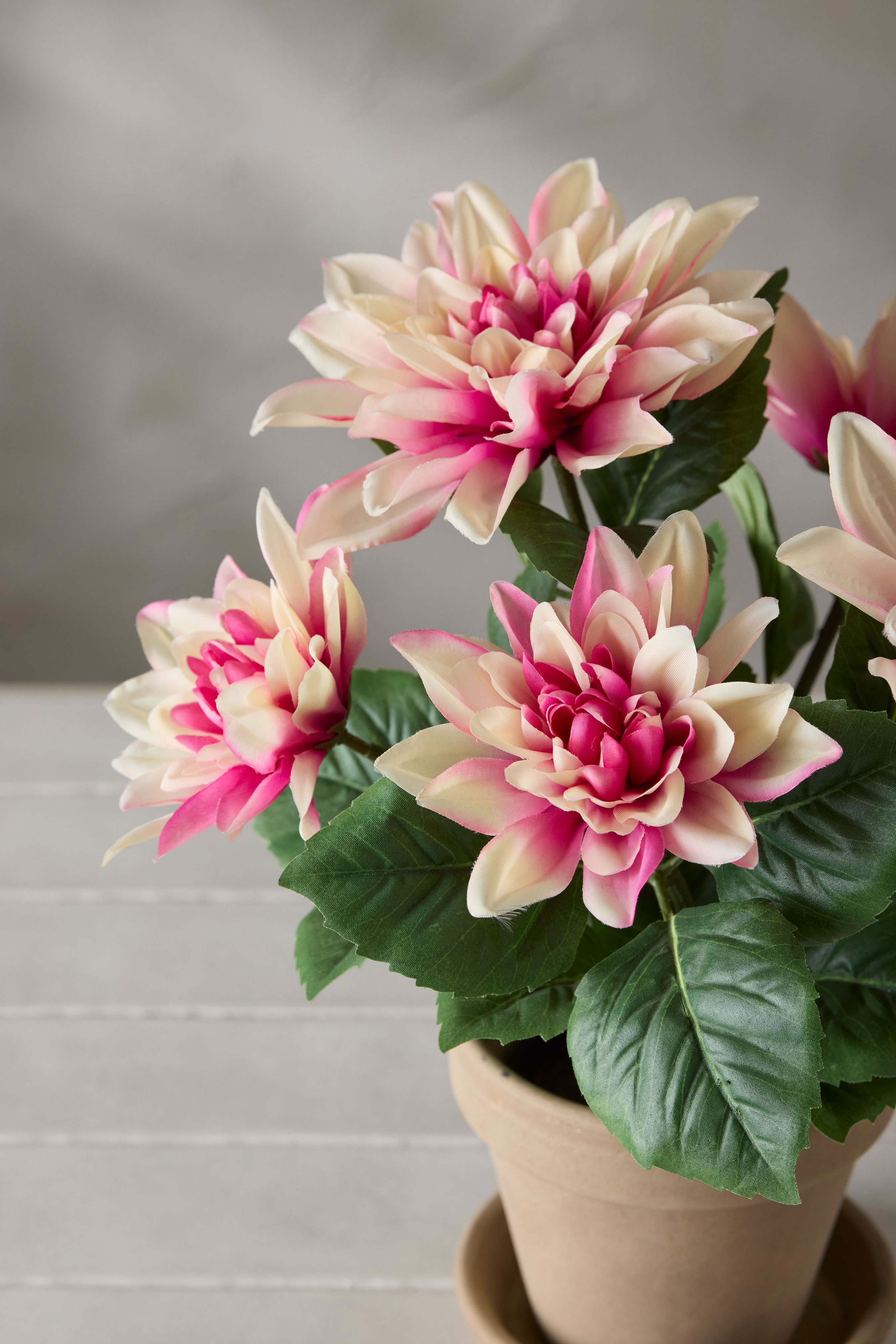 Dahlia