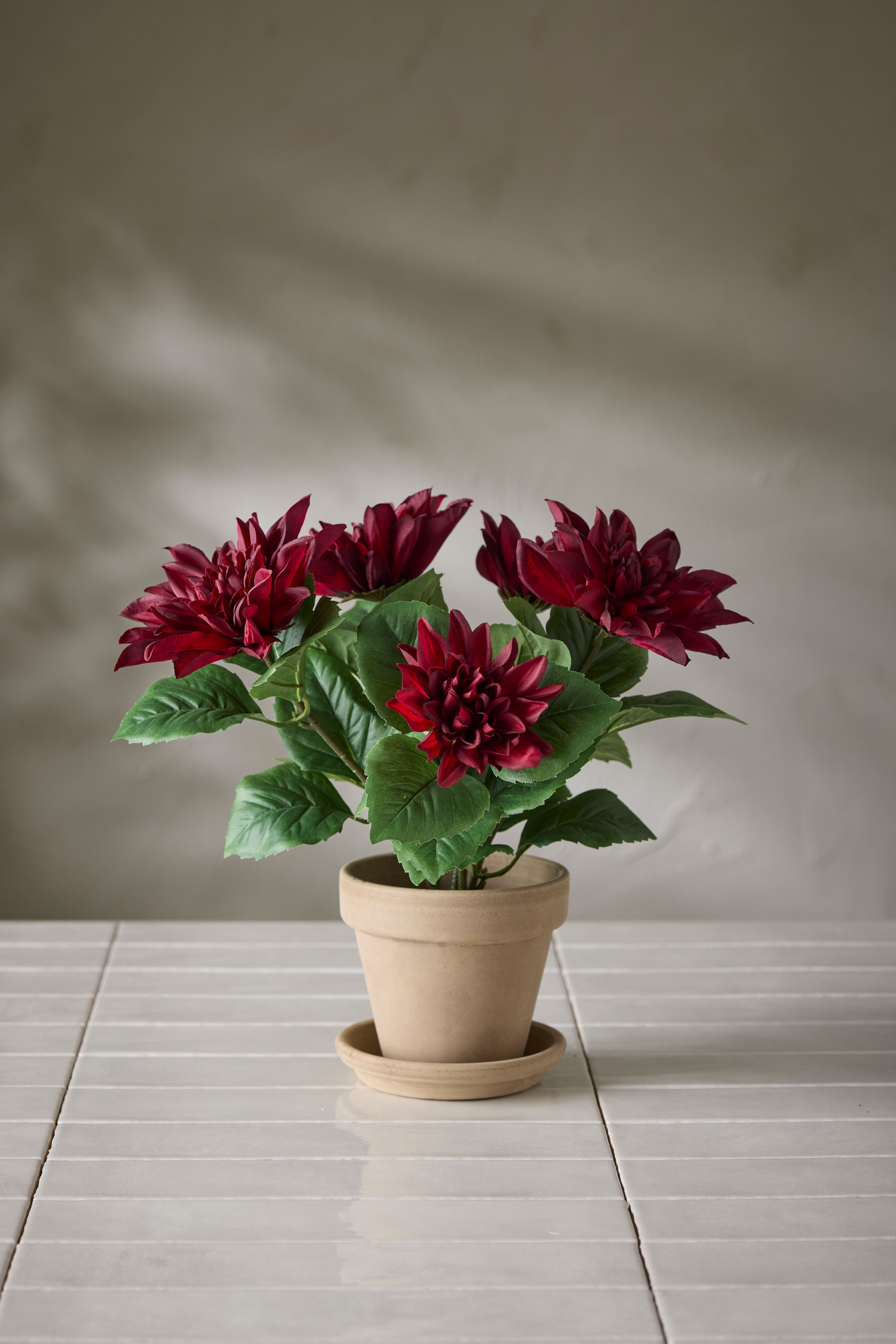 Dahlia