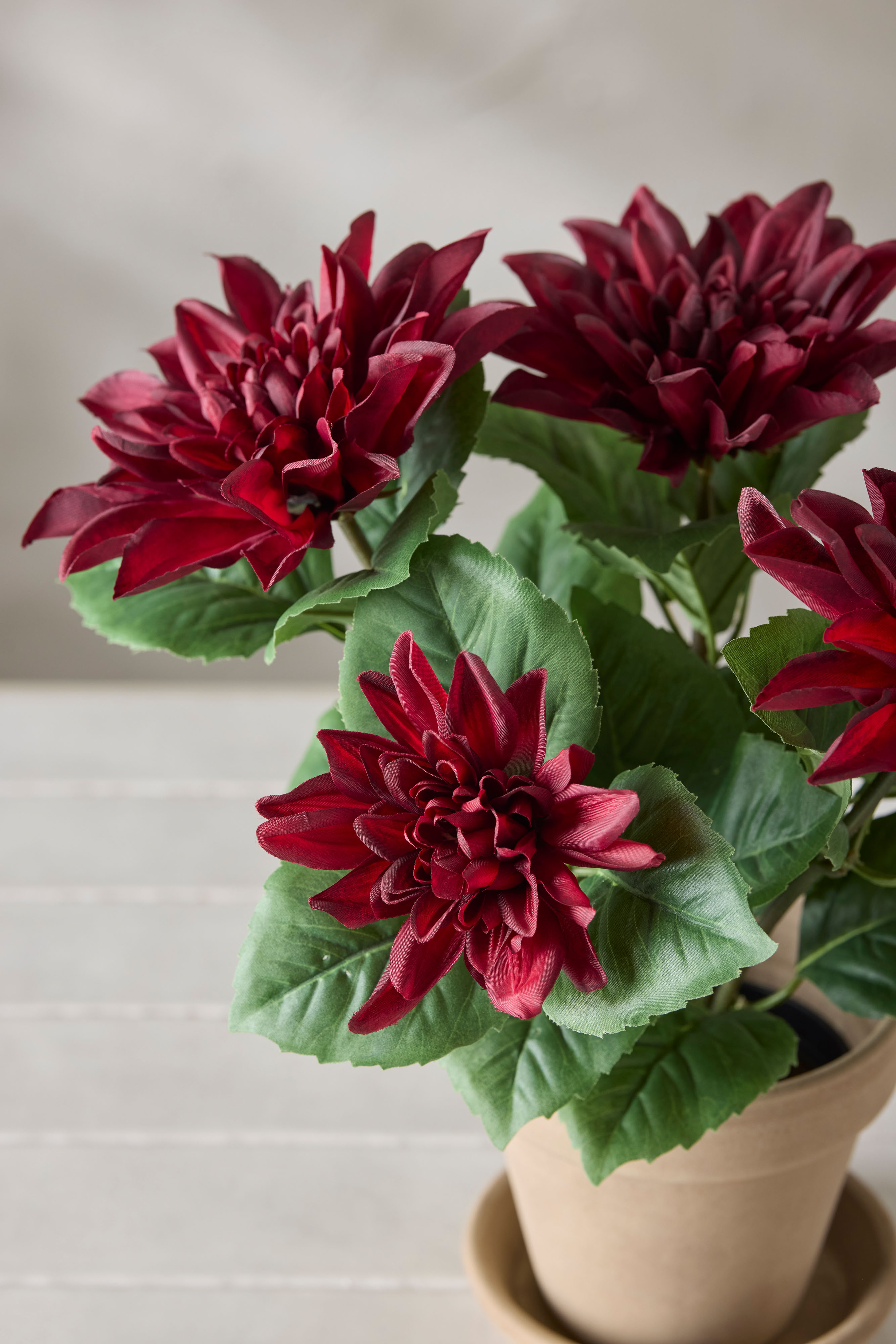 Dahlia