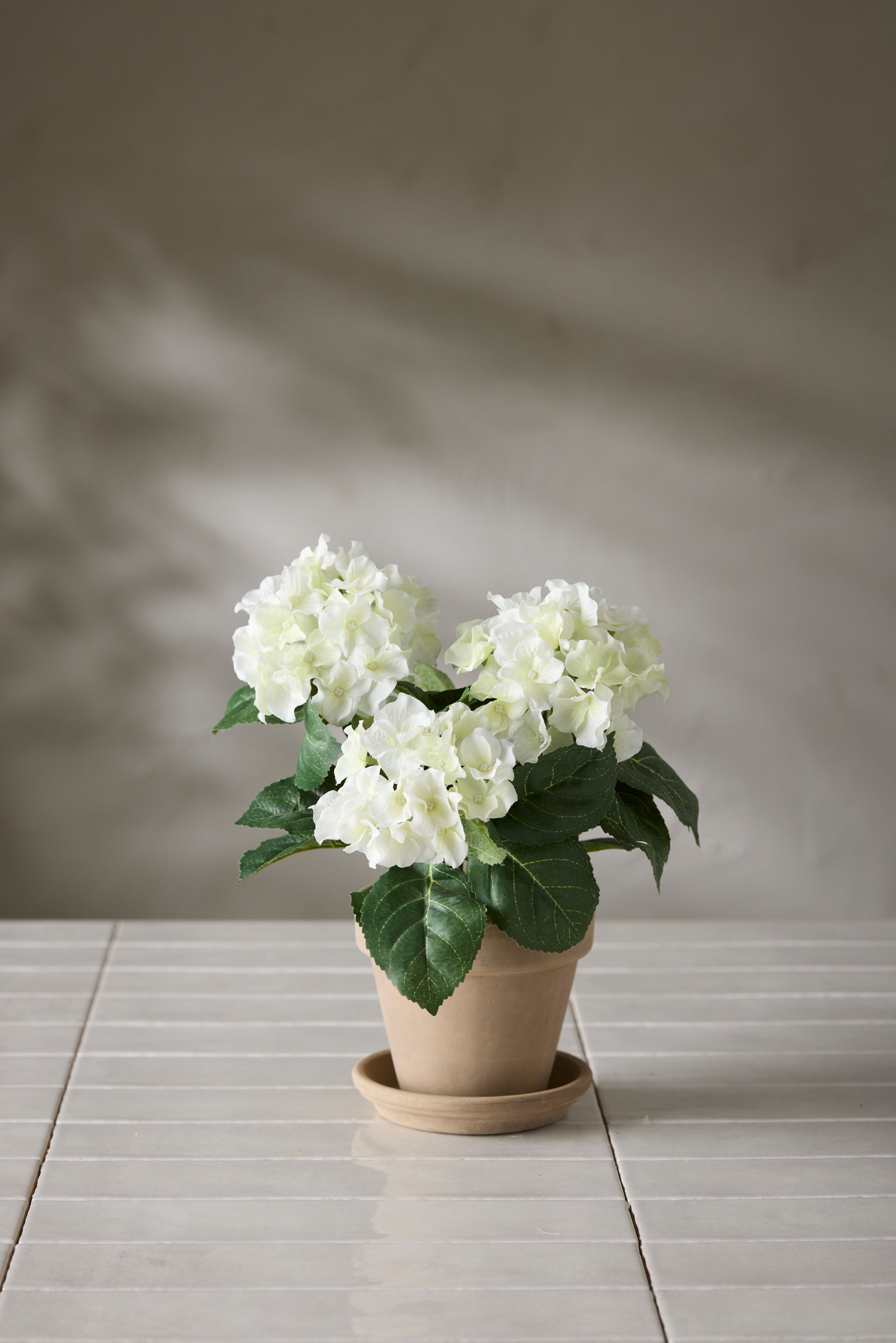 Hortensia