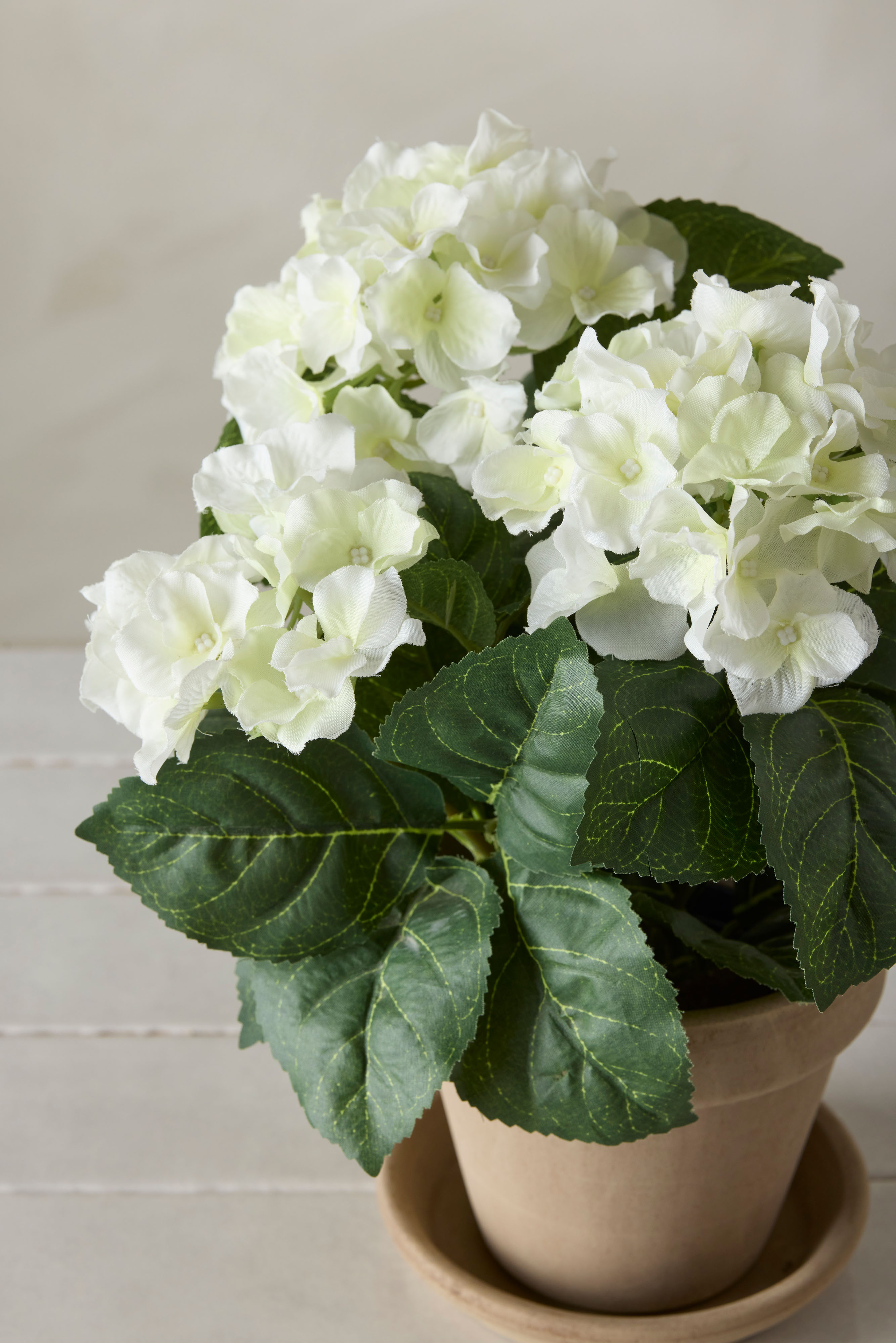 Hortensia