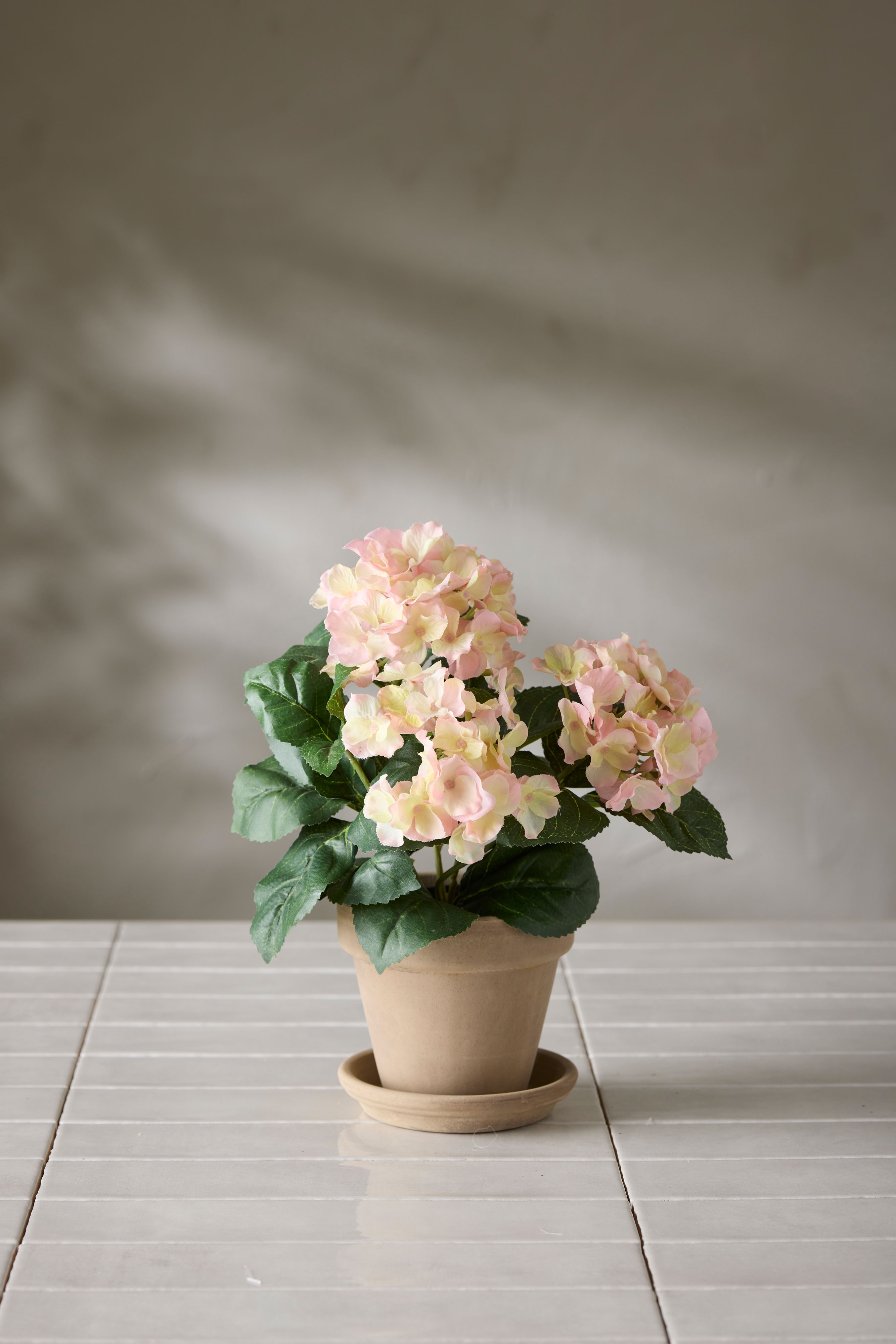 Hortensia