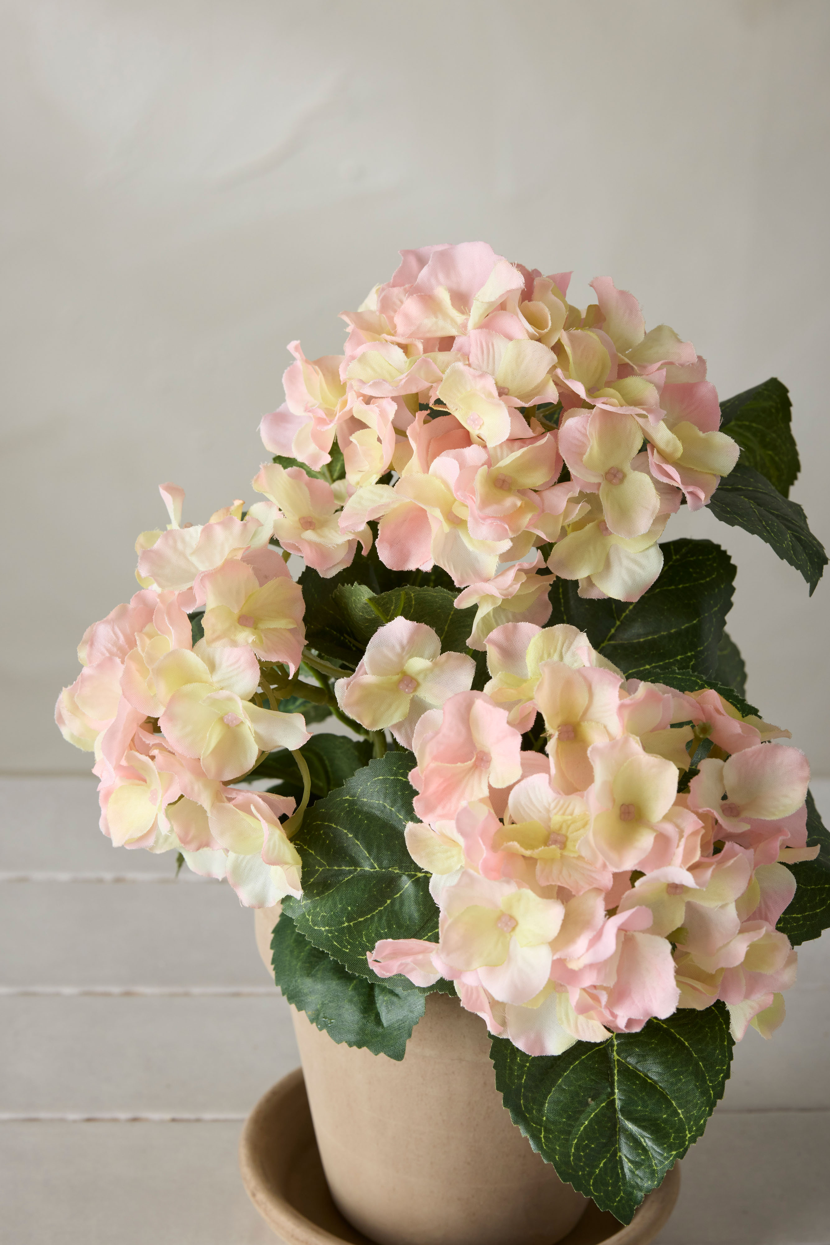 Hortensia