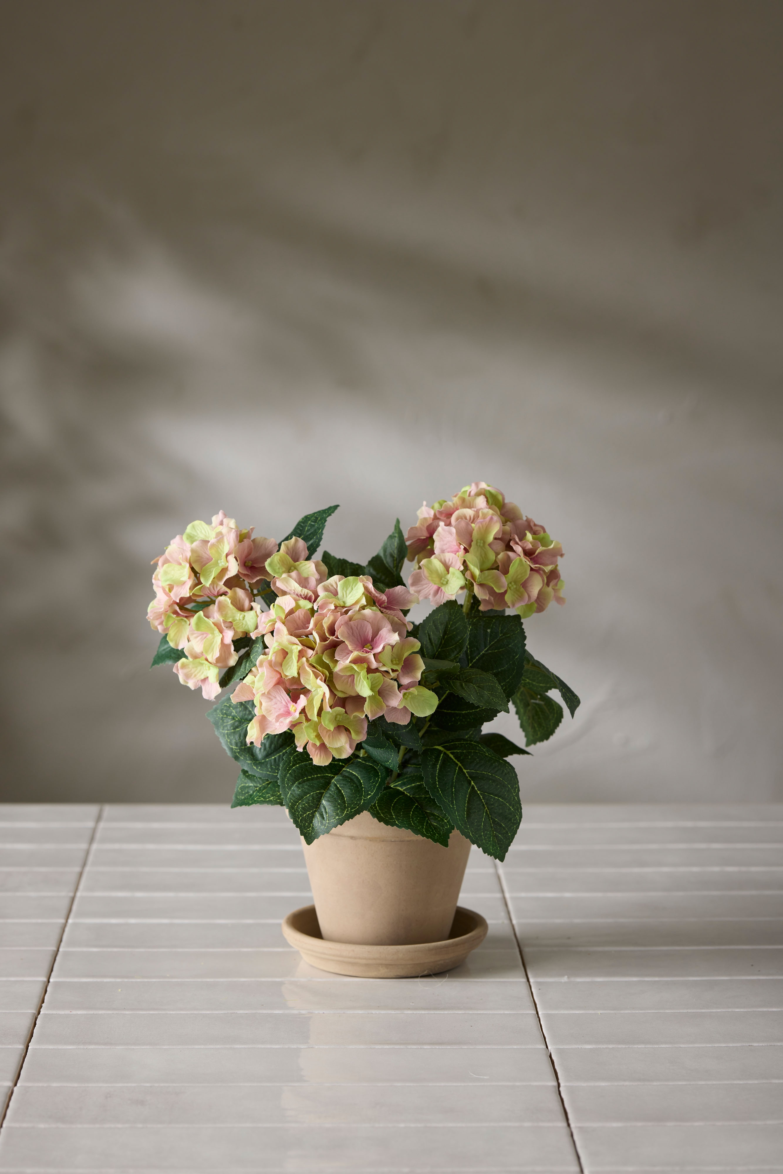 Hortensia