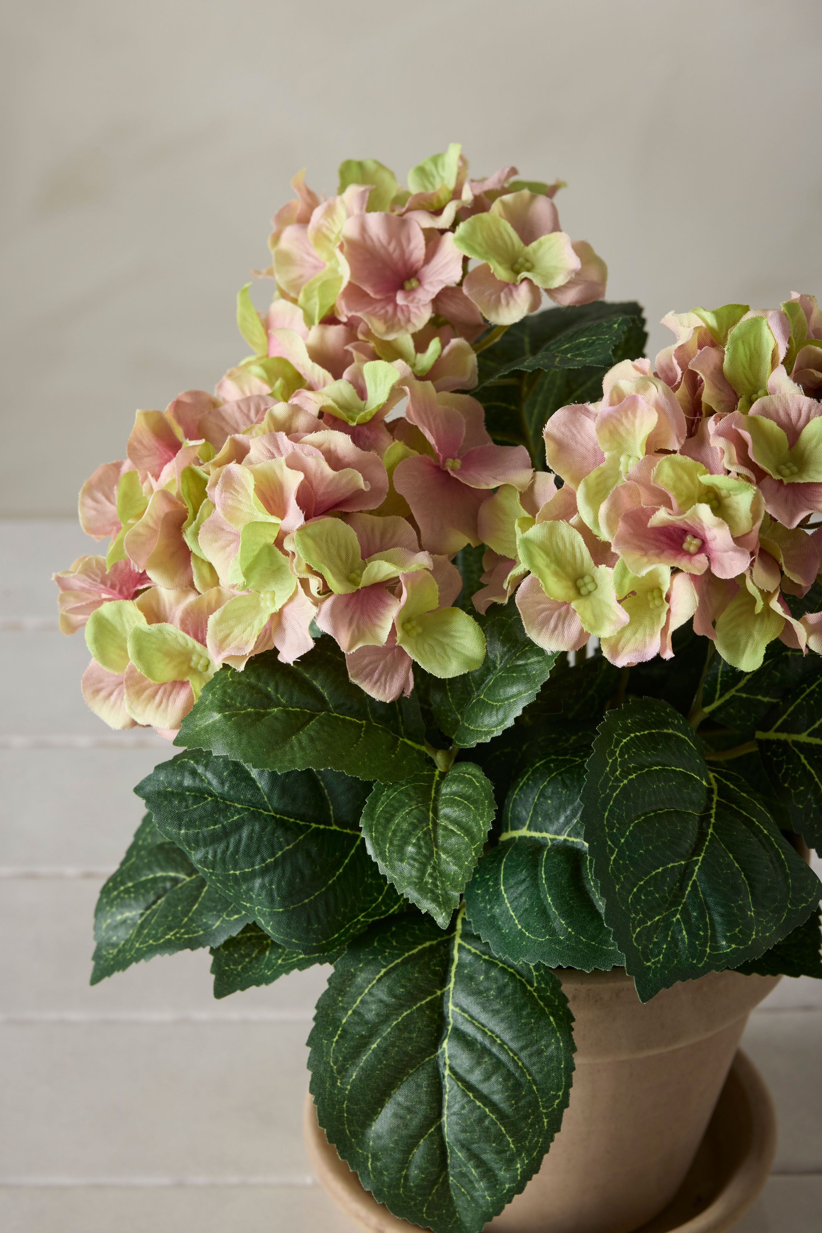 Hortensia