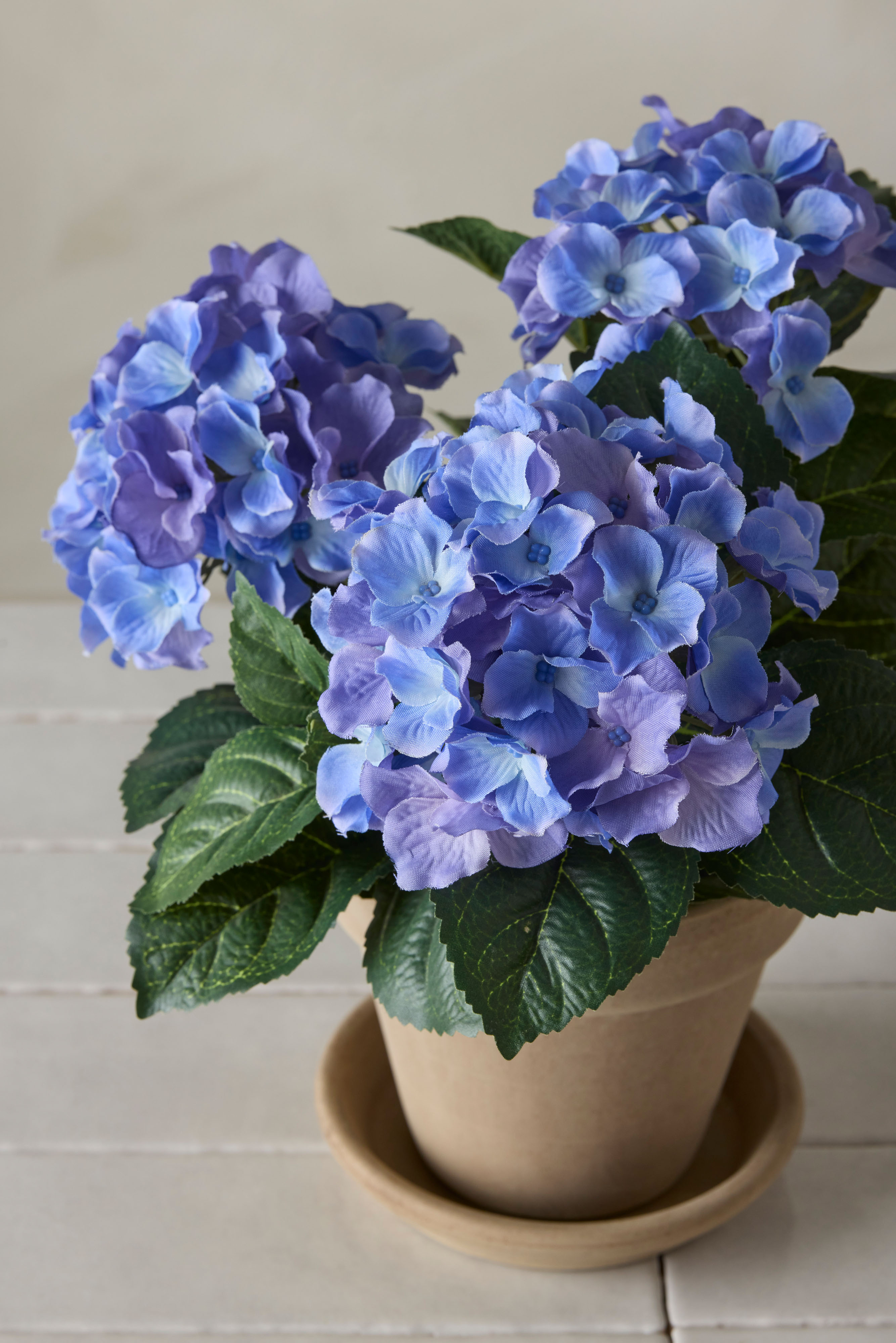 Hortensia