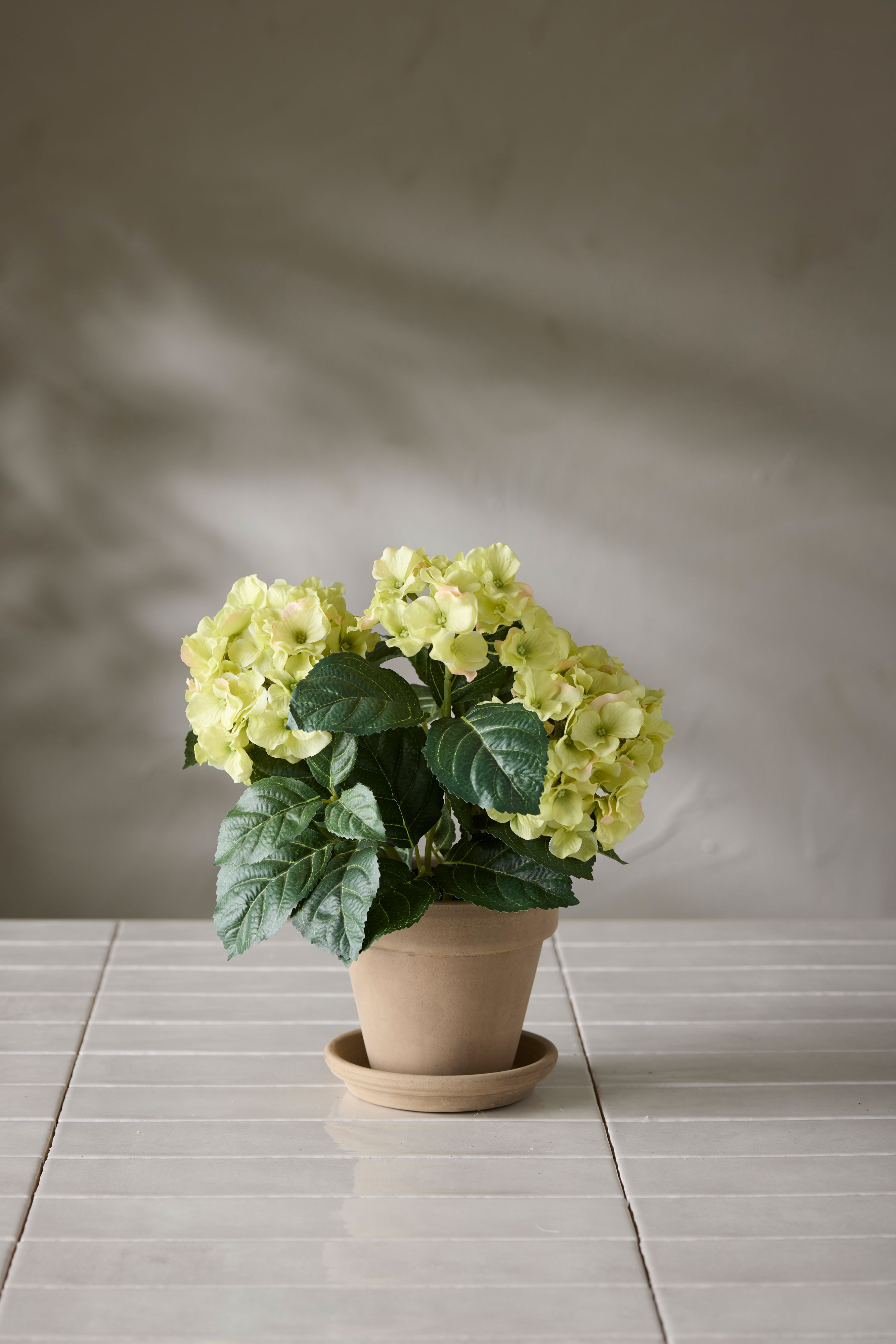 Hortensia
