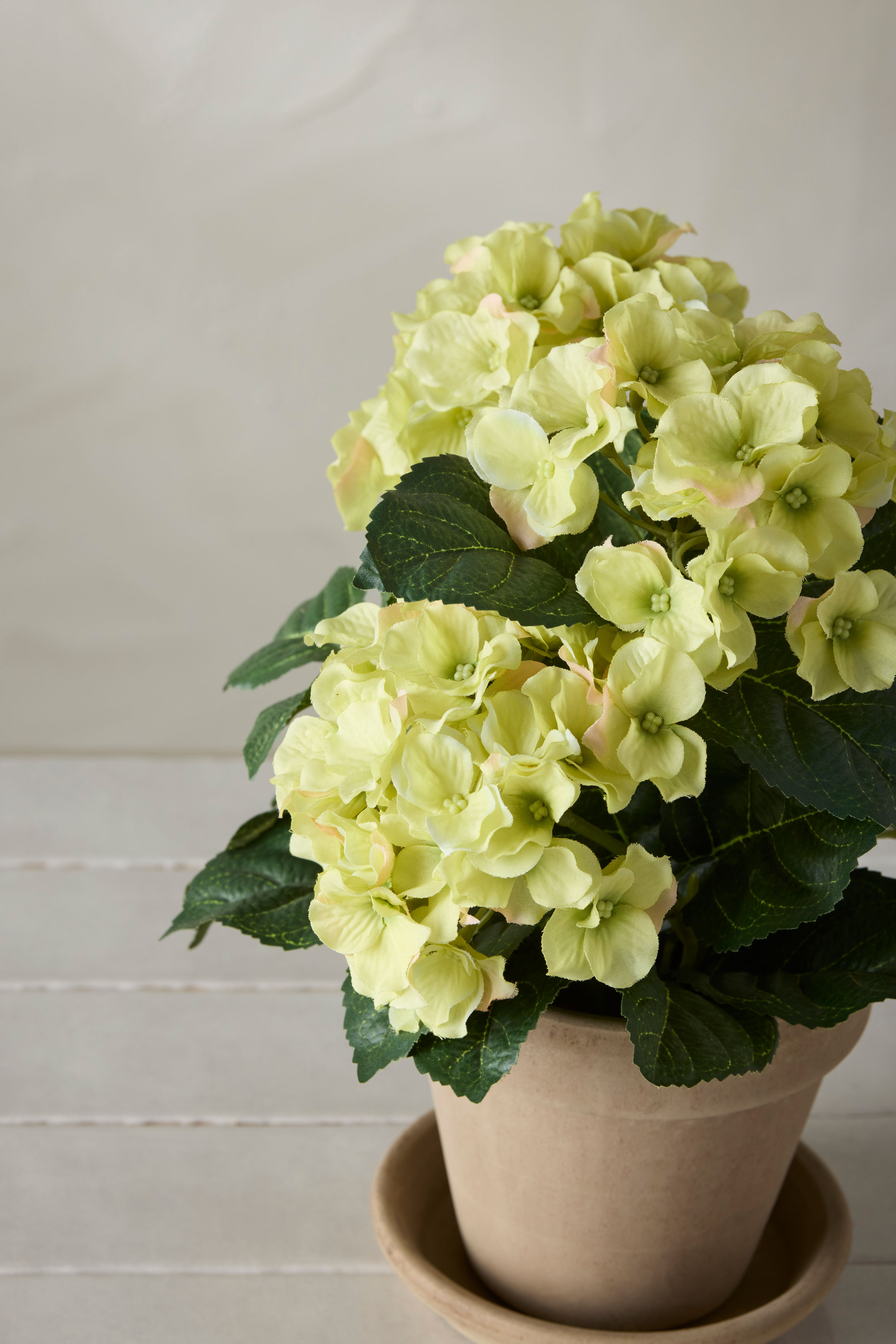 Hortensia