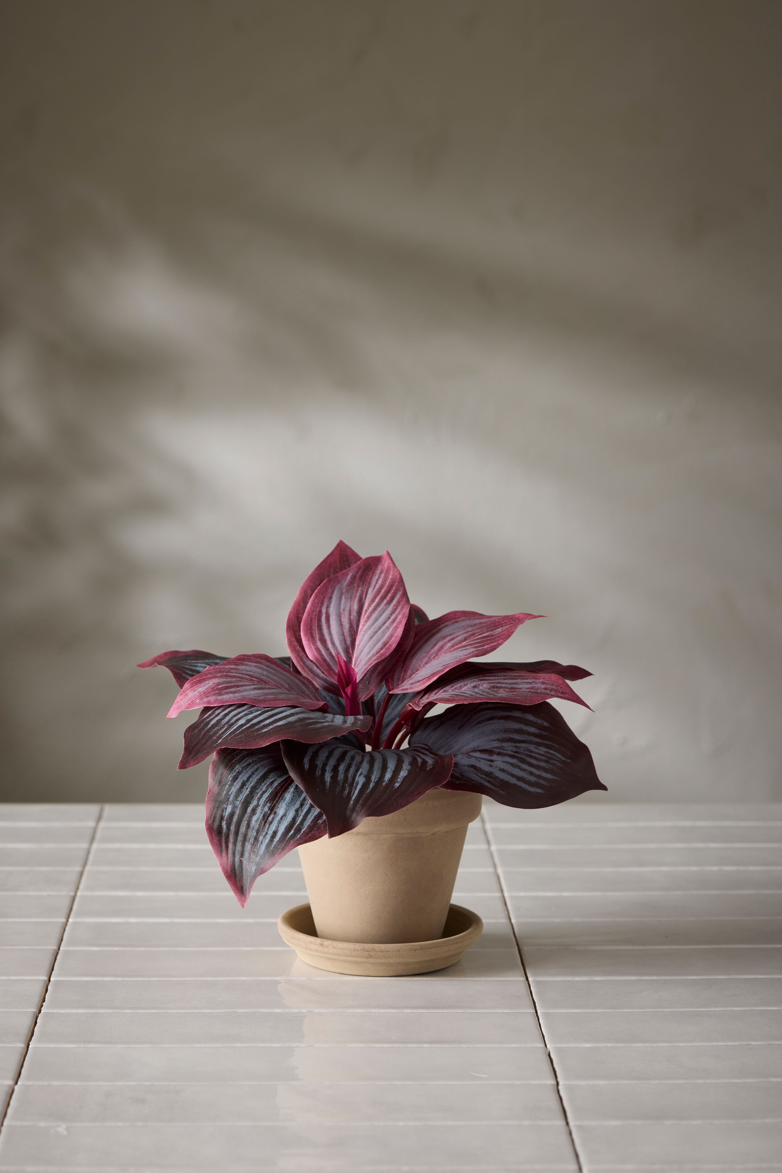 Hosta
