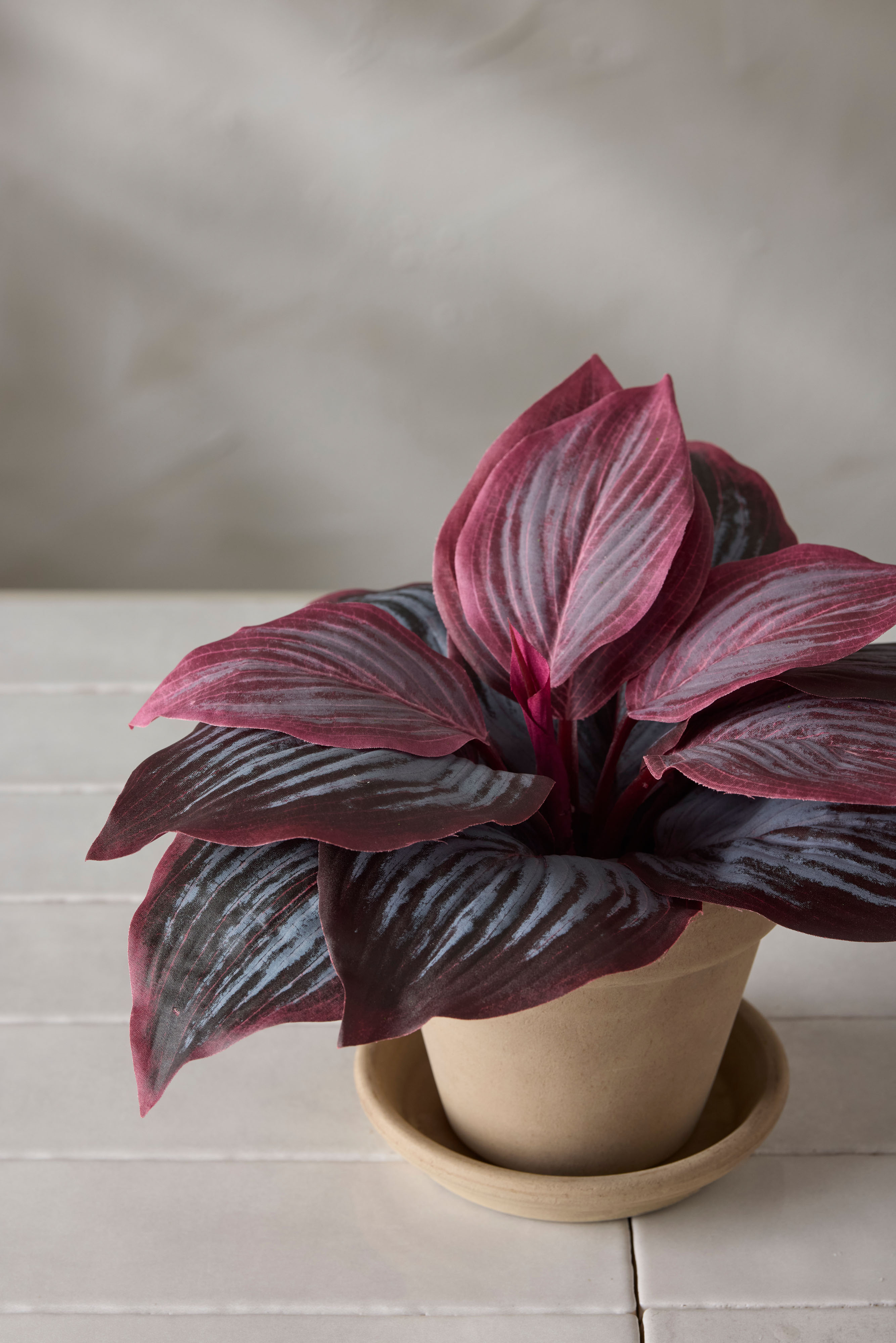 Hosta