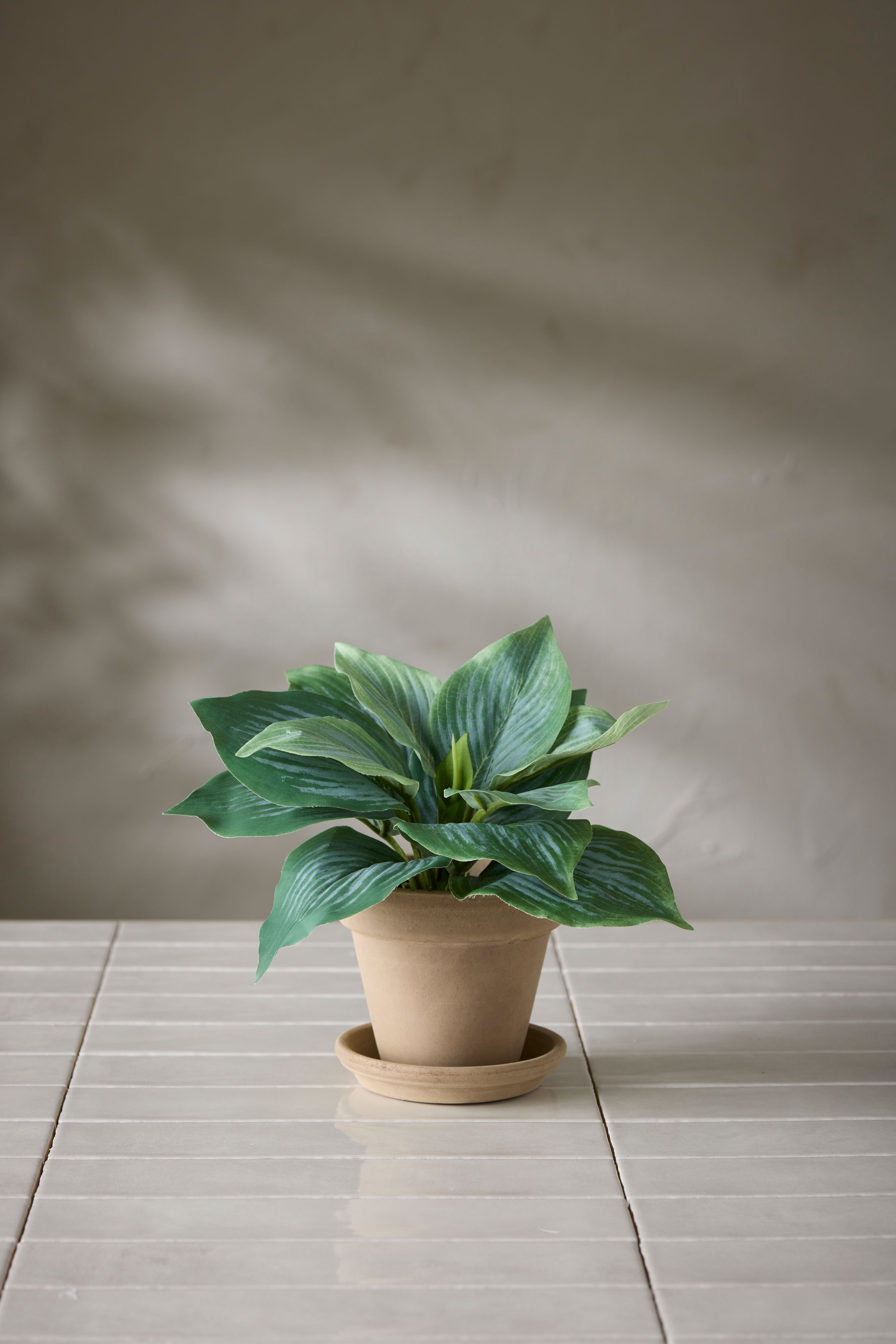 Hosta