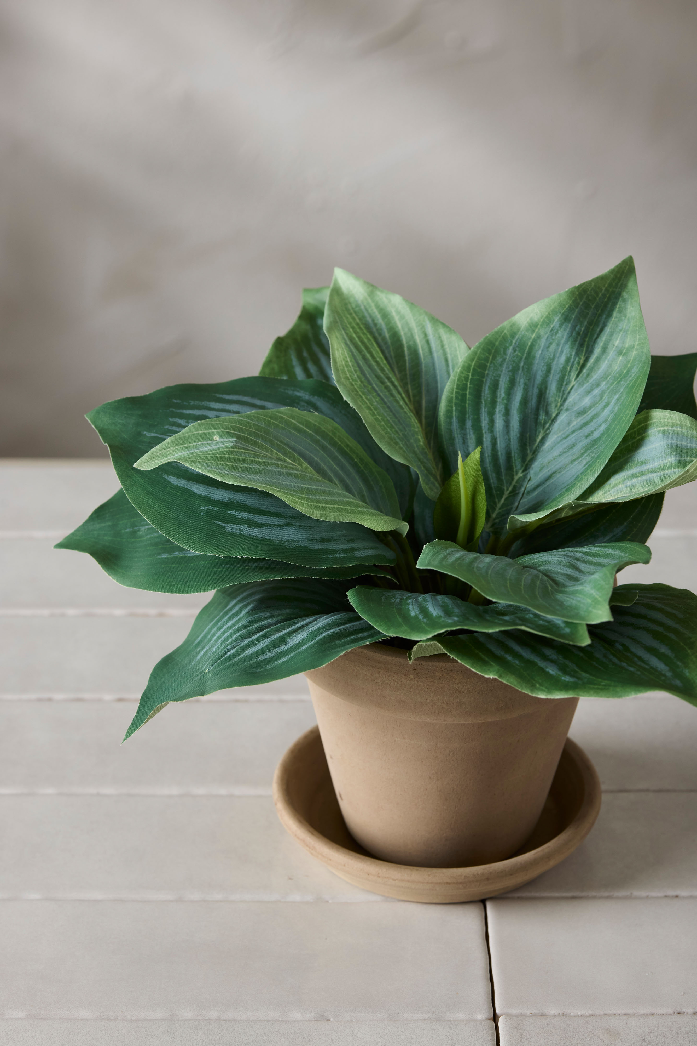 Hosta
