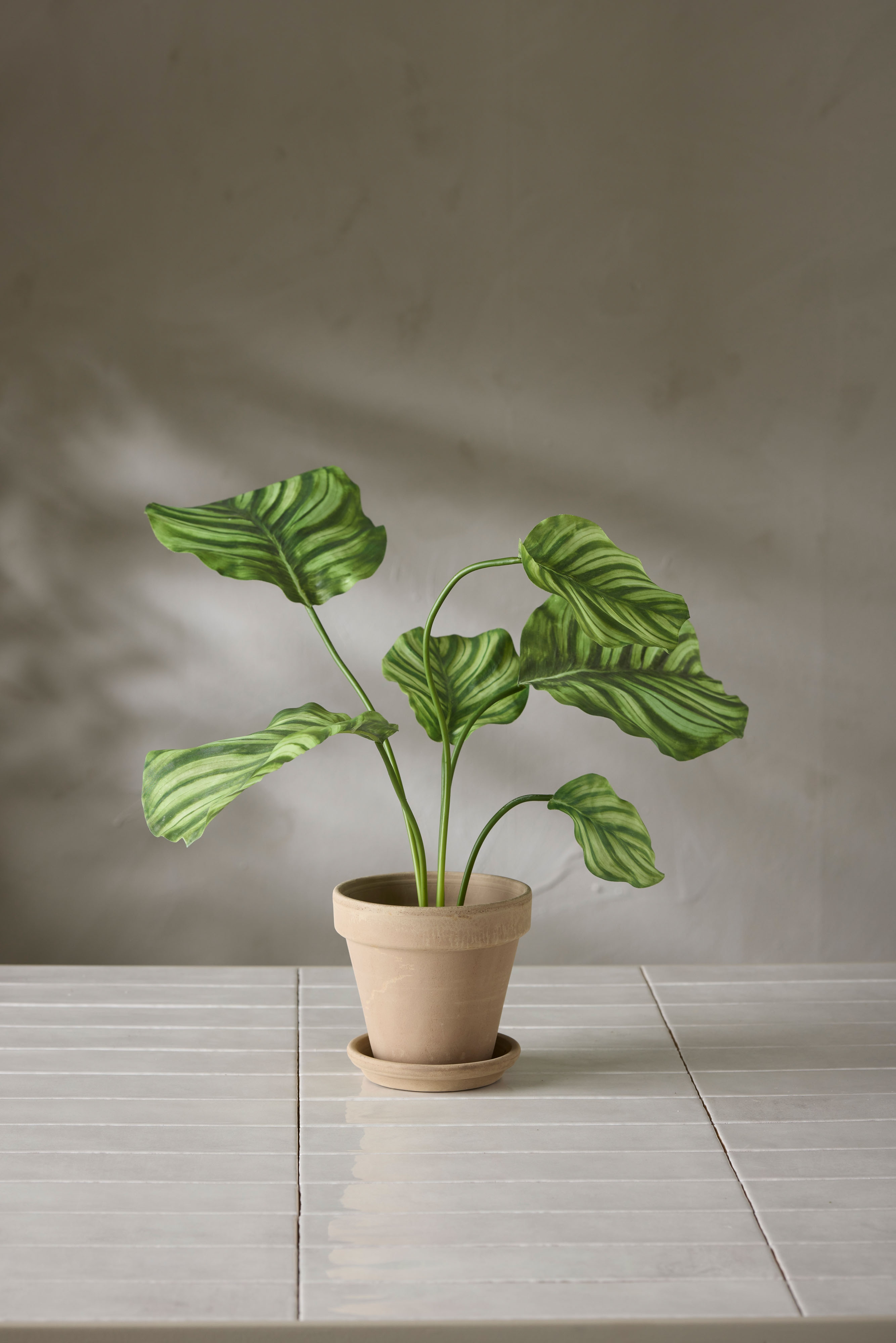 Calathea