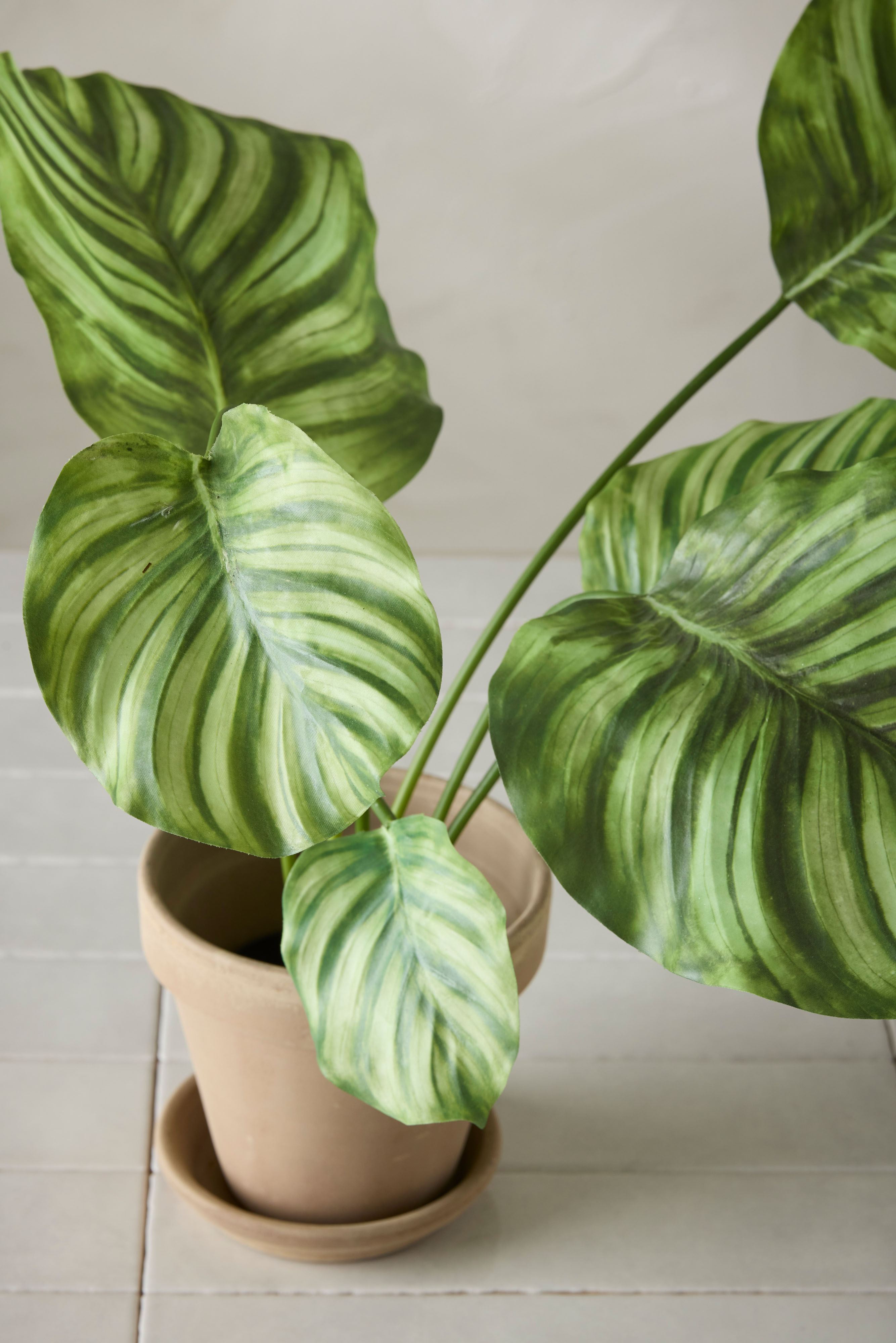 Calathea