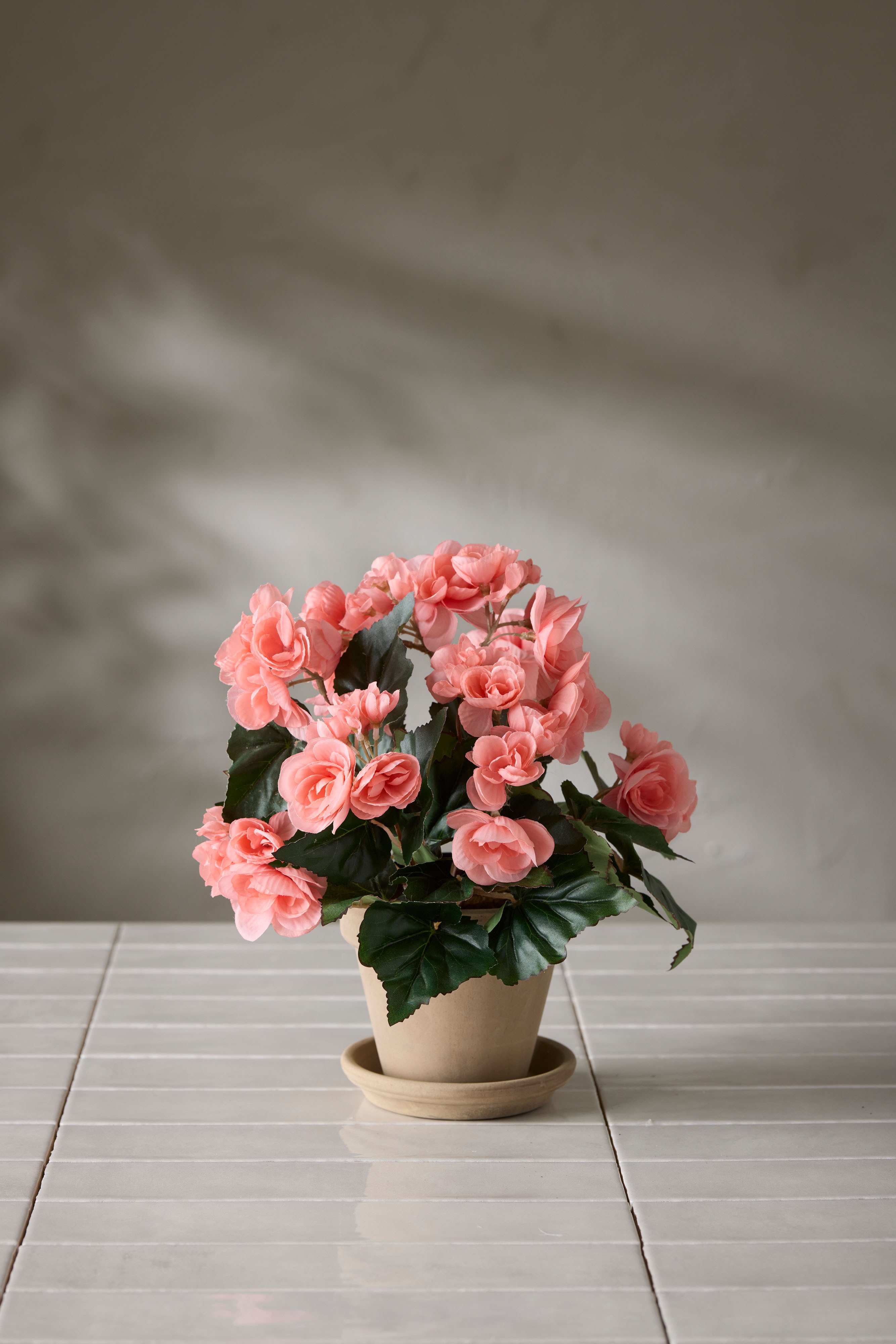 Begonia