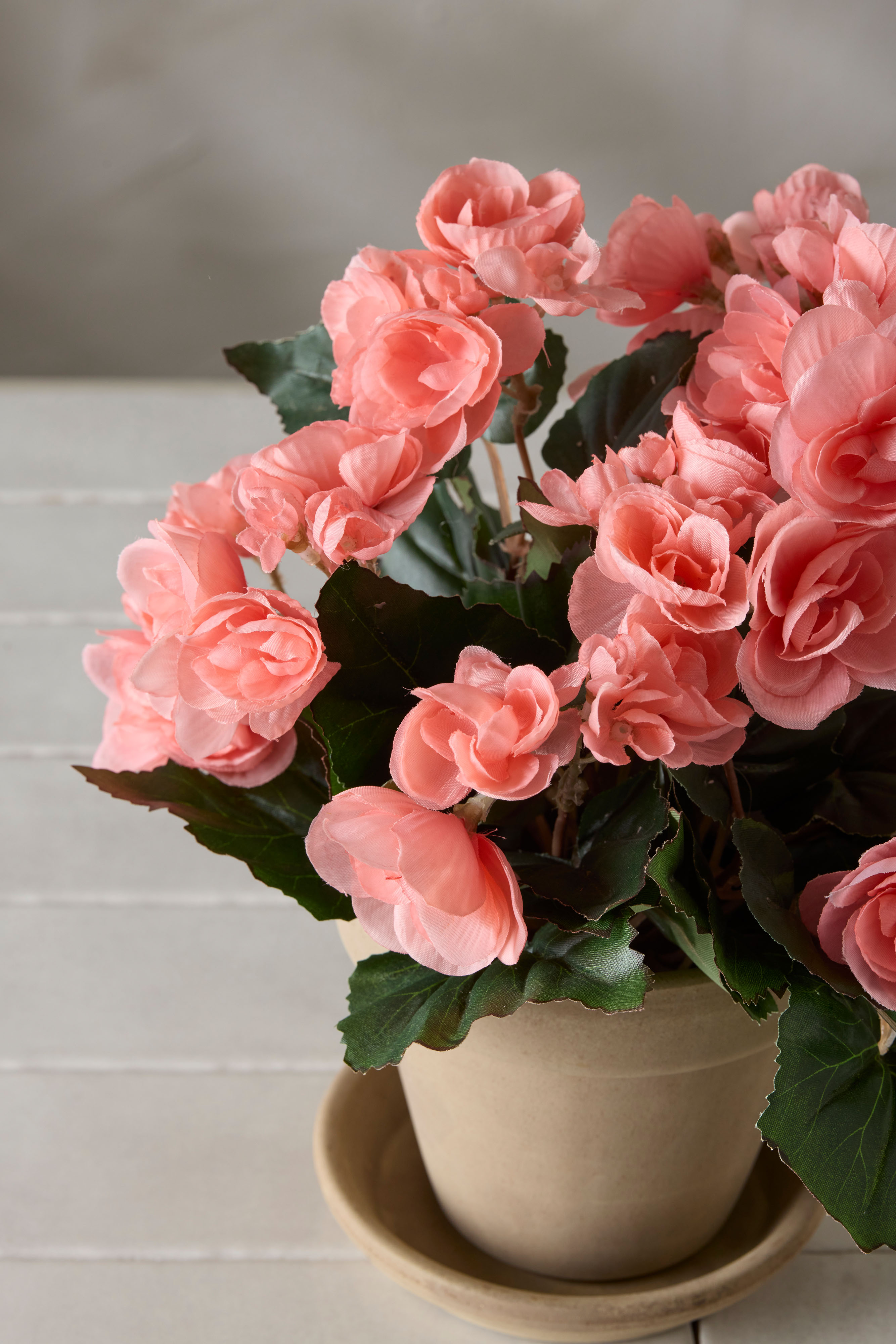 Begonia